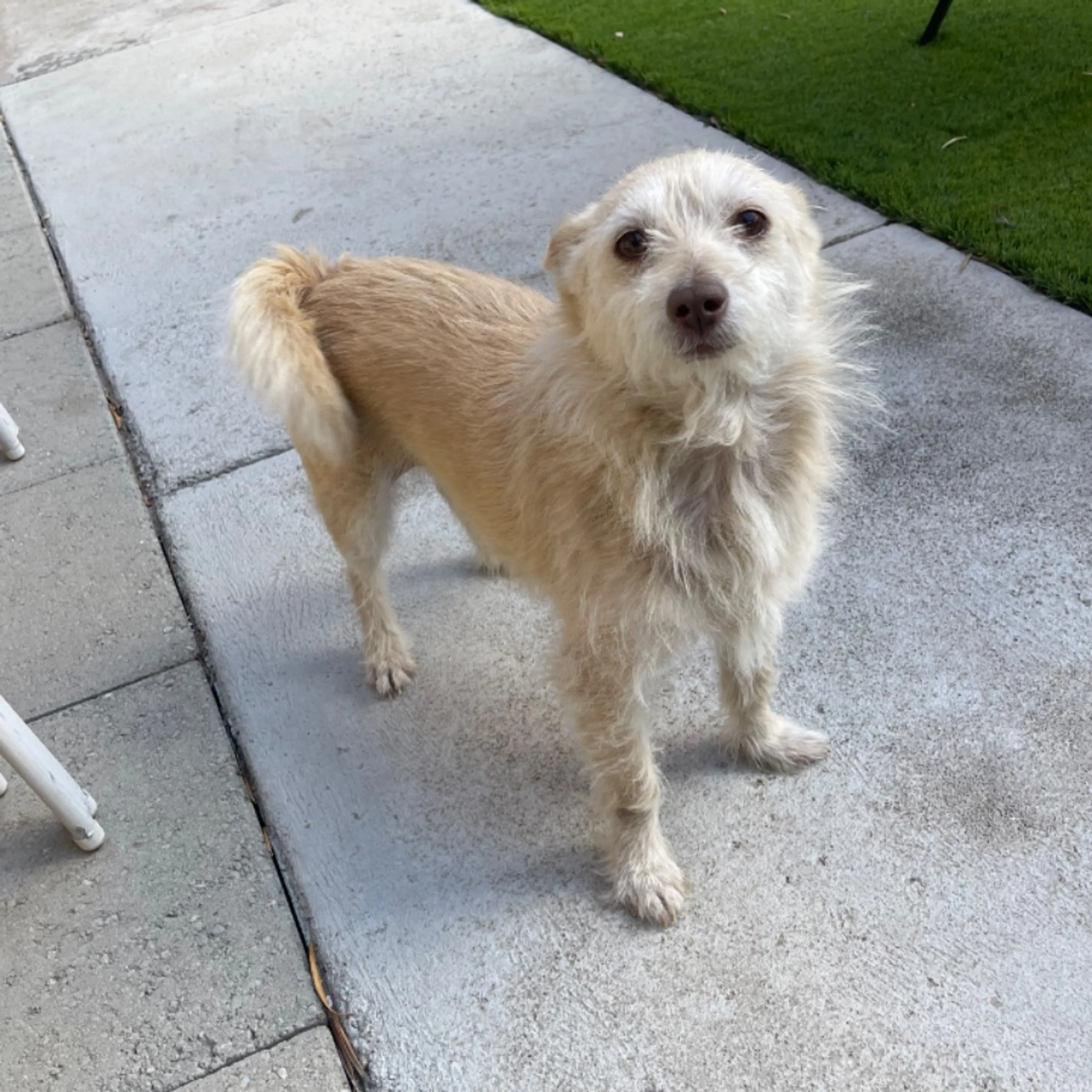 Found pet-0
