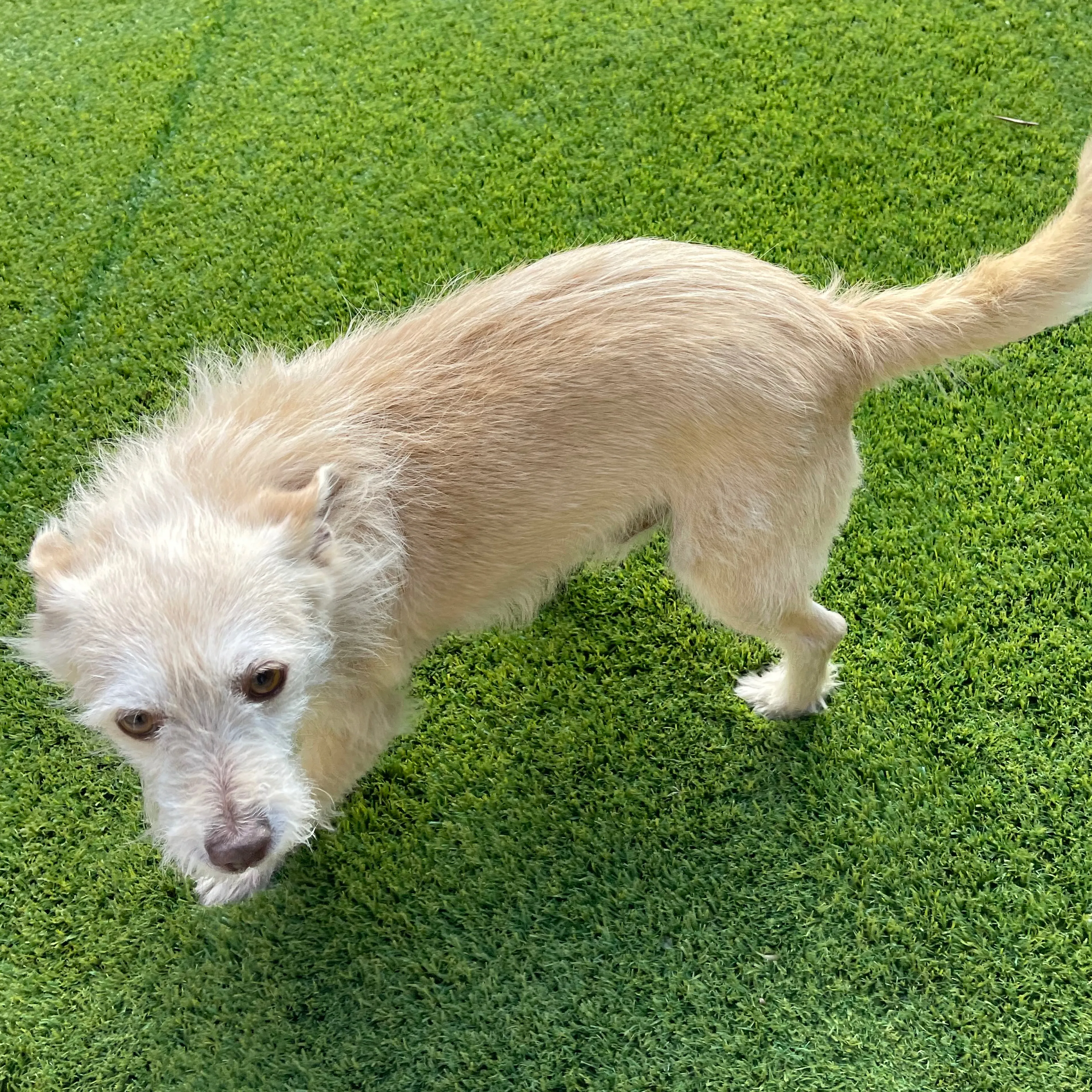 Found pet-1