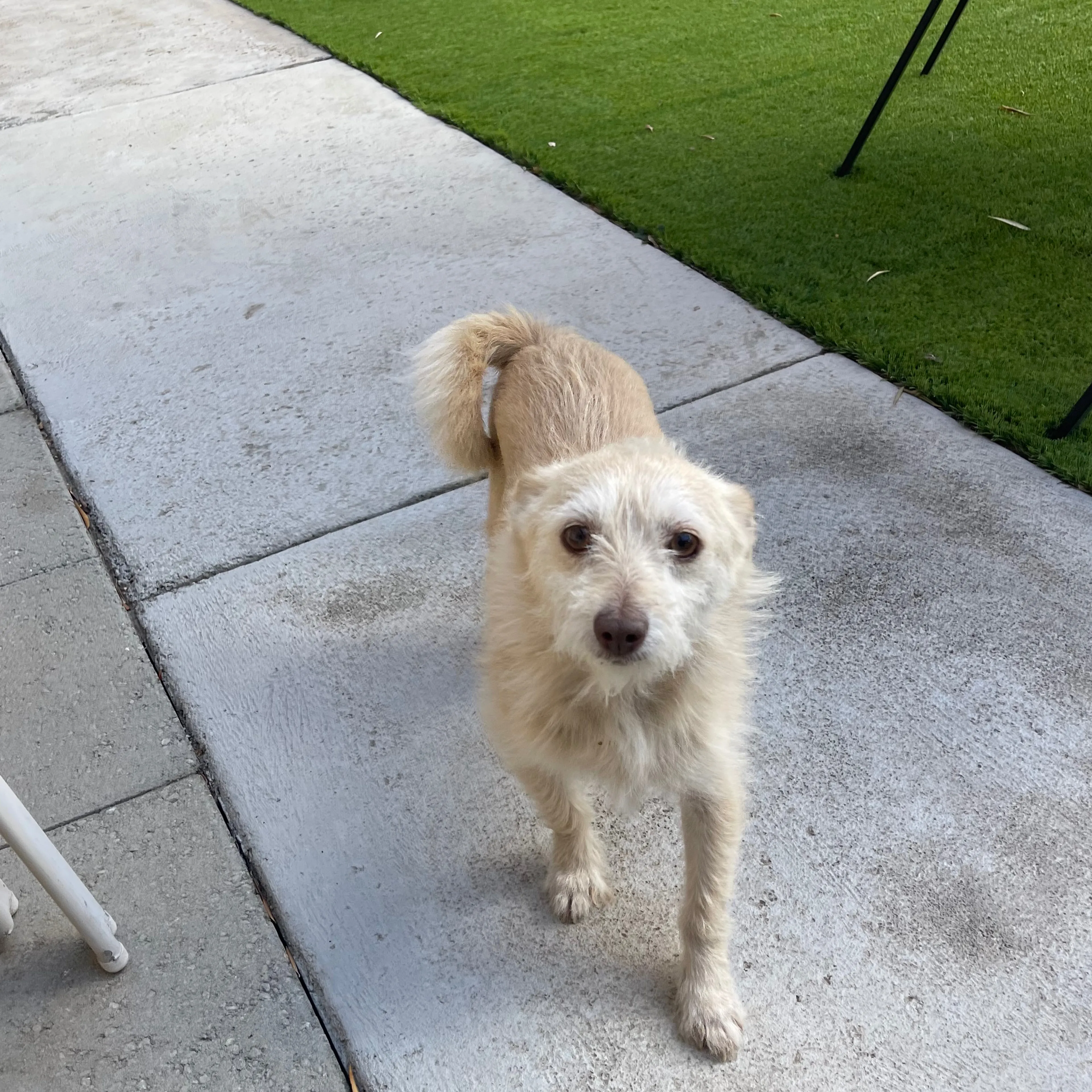 Found pet-3