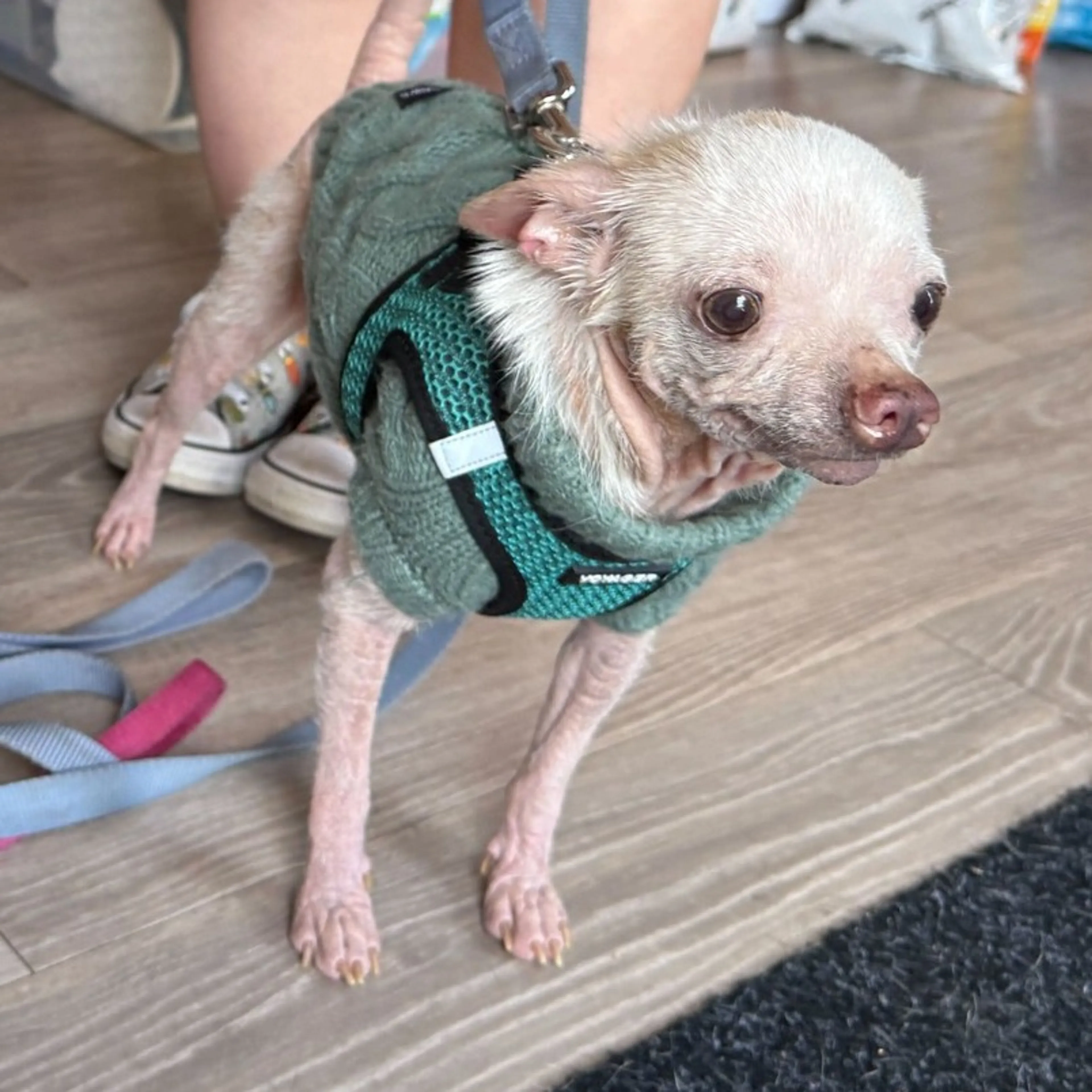 Found pet-2