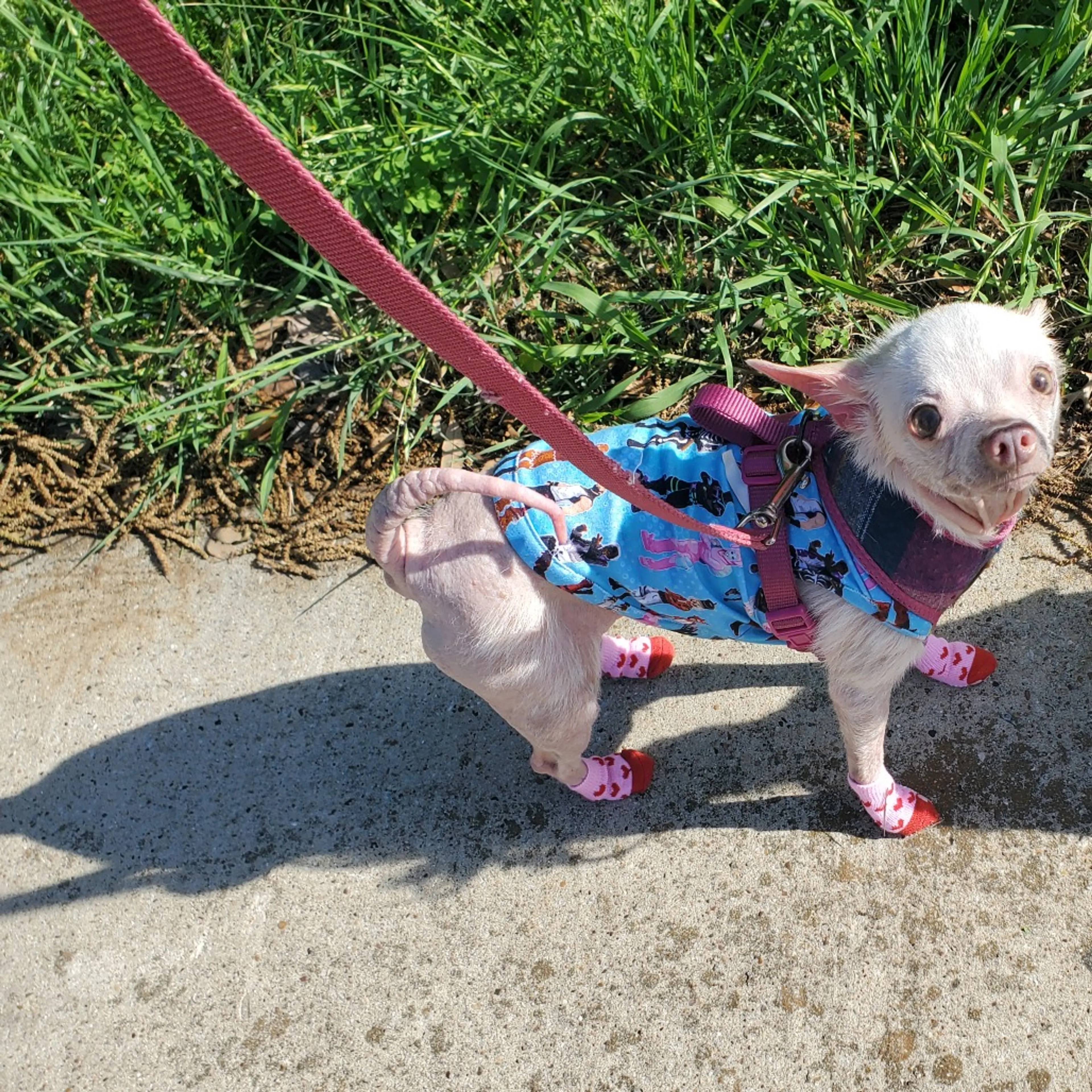 Found pet-1