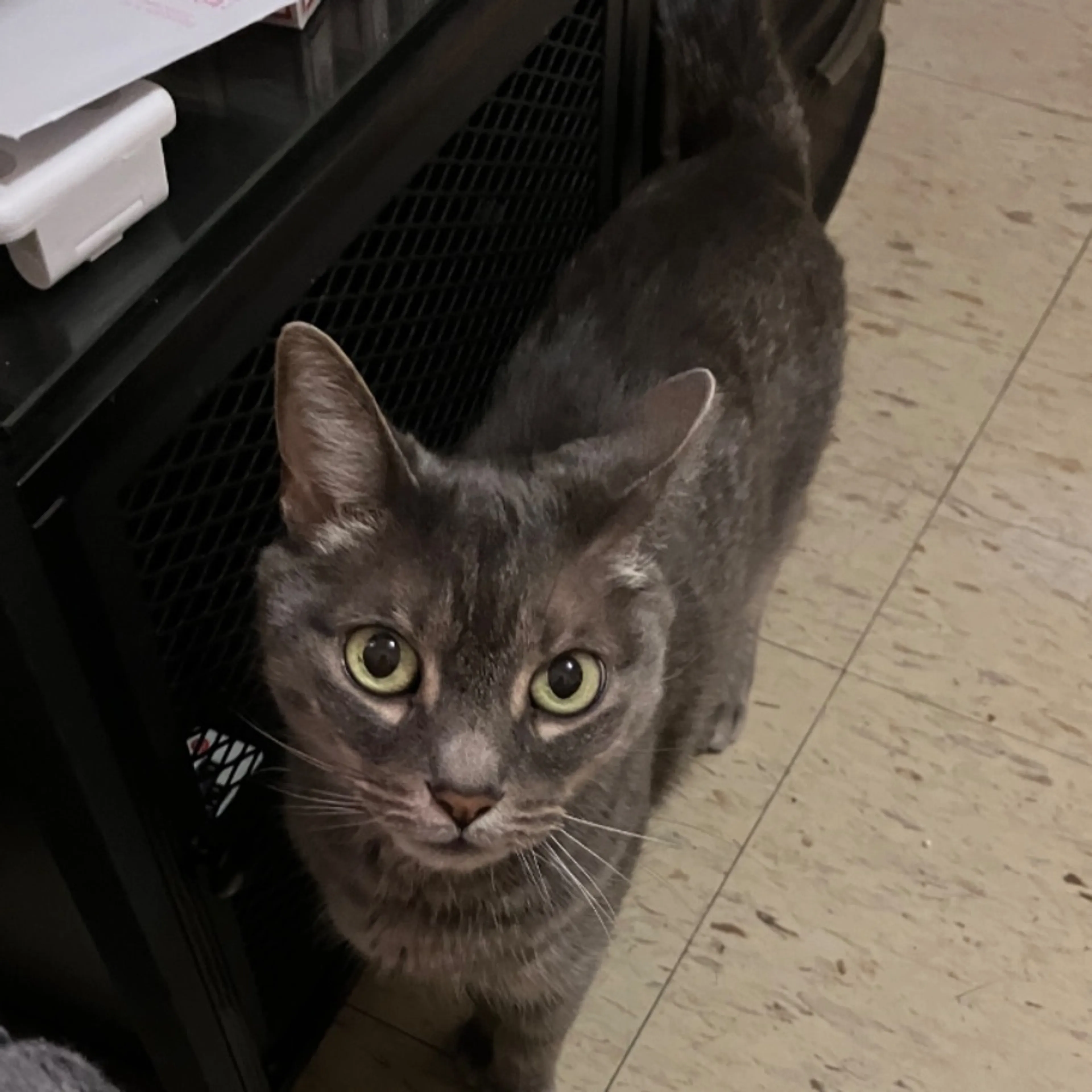 Lost pet-0