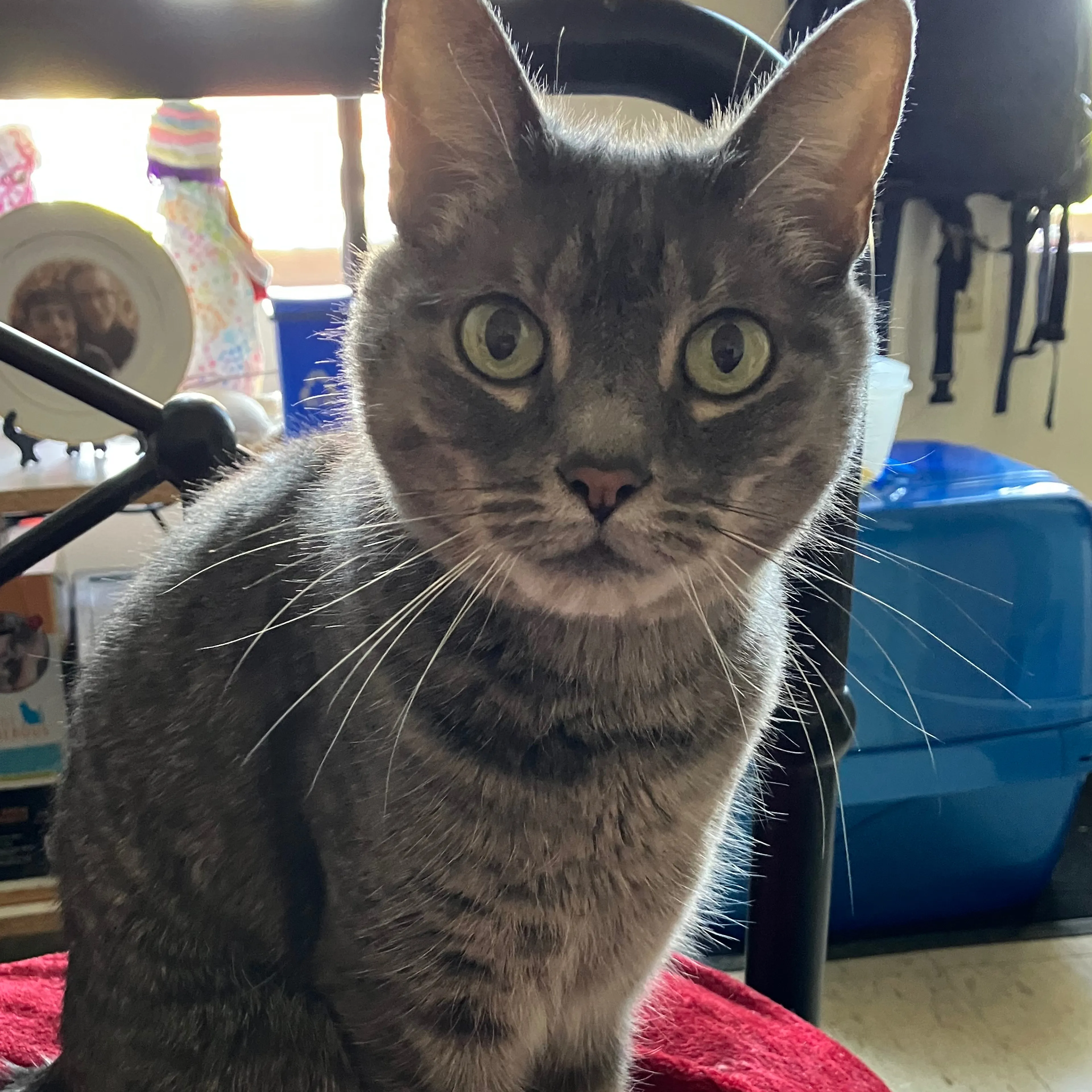 Lost pet-1