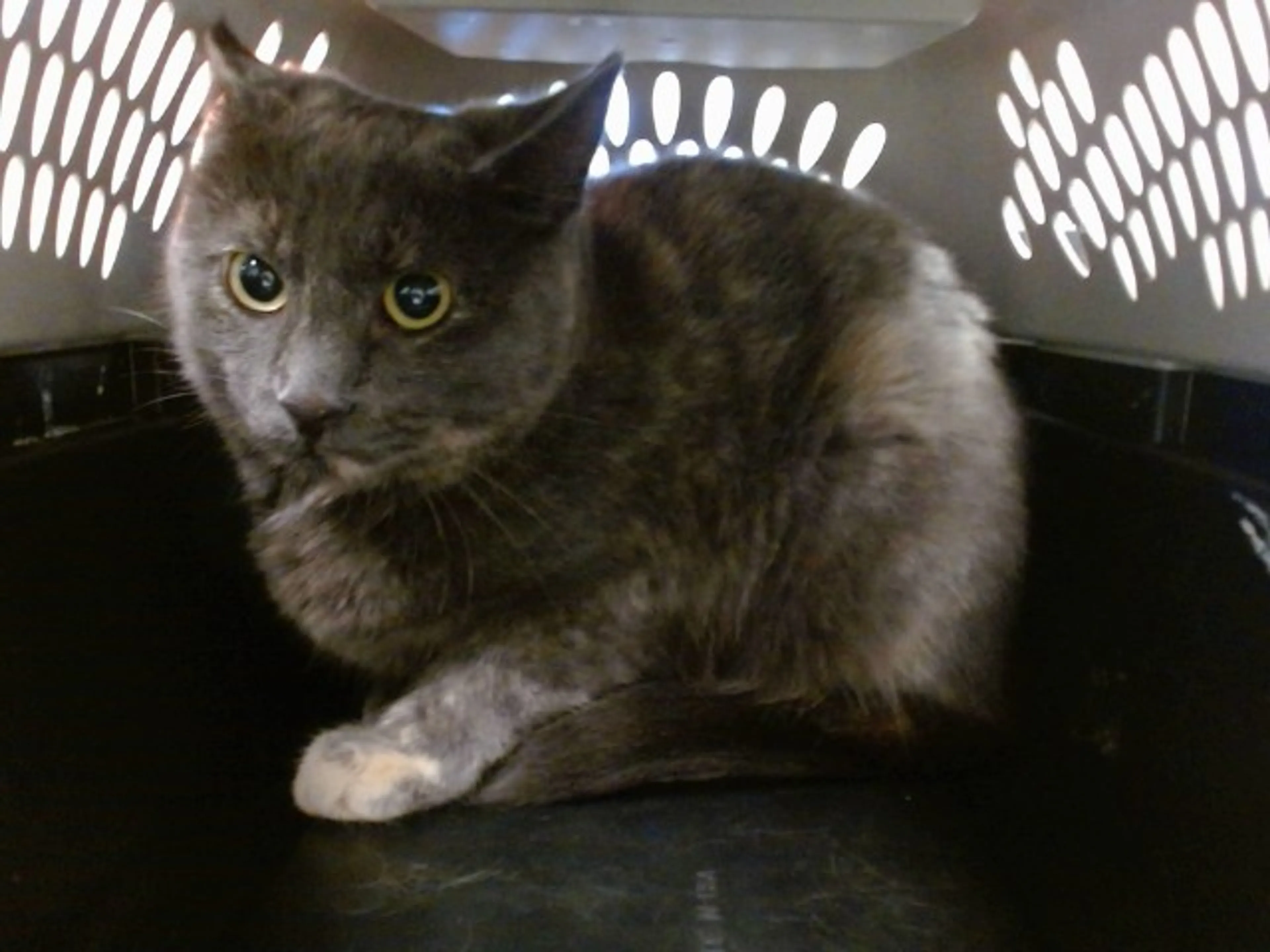 Found pet