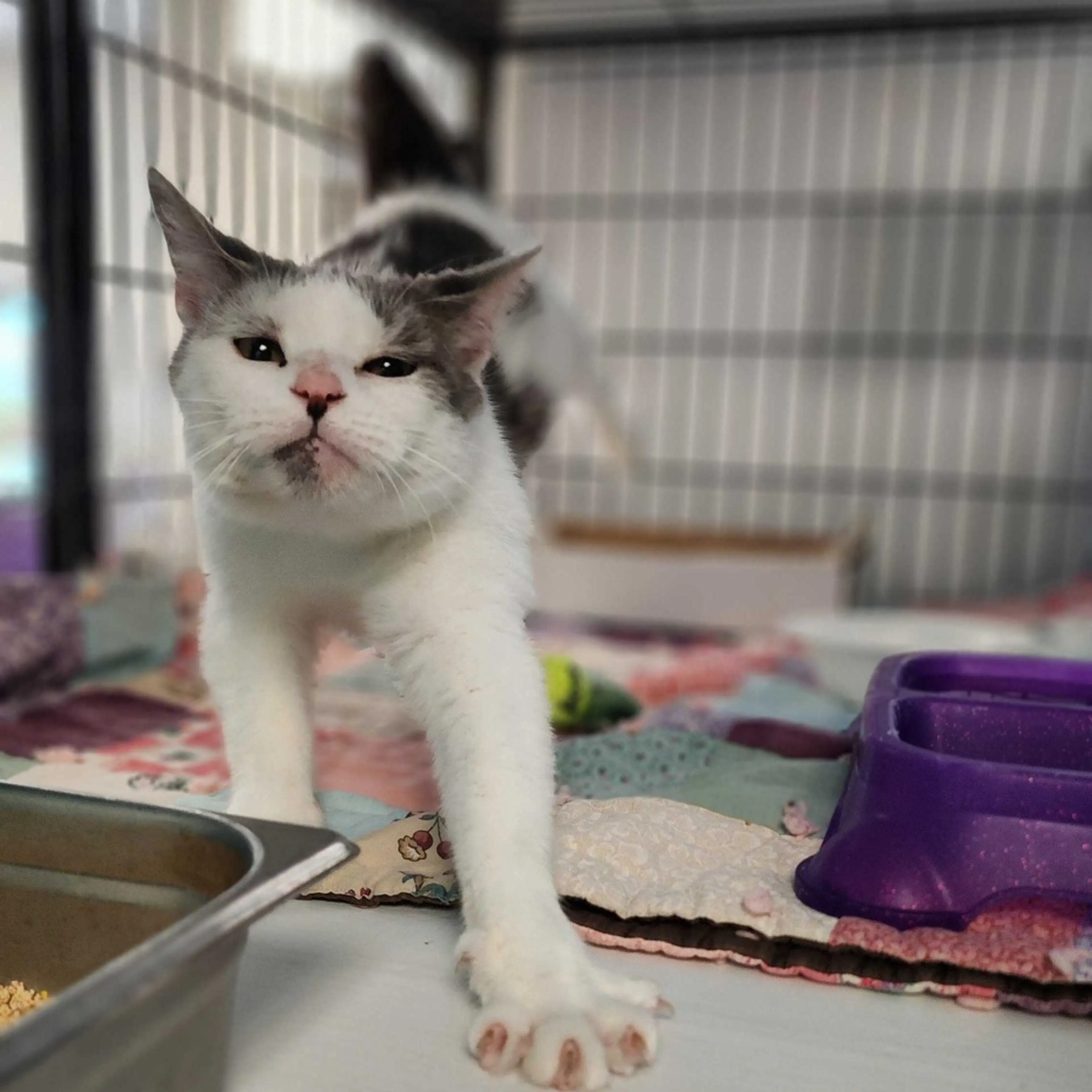 Found pet-5