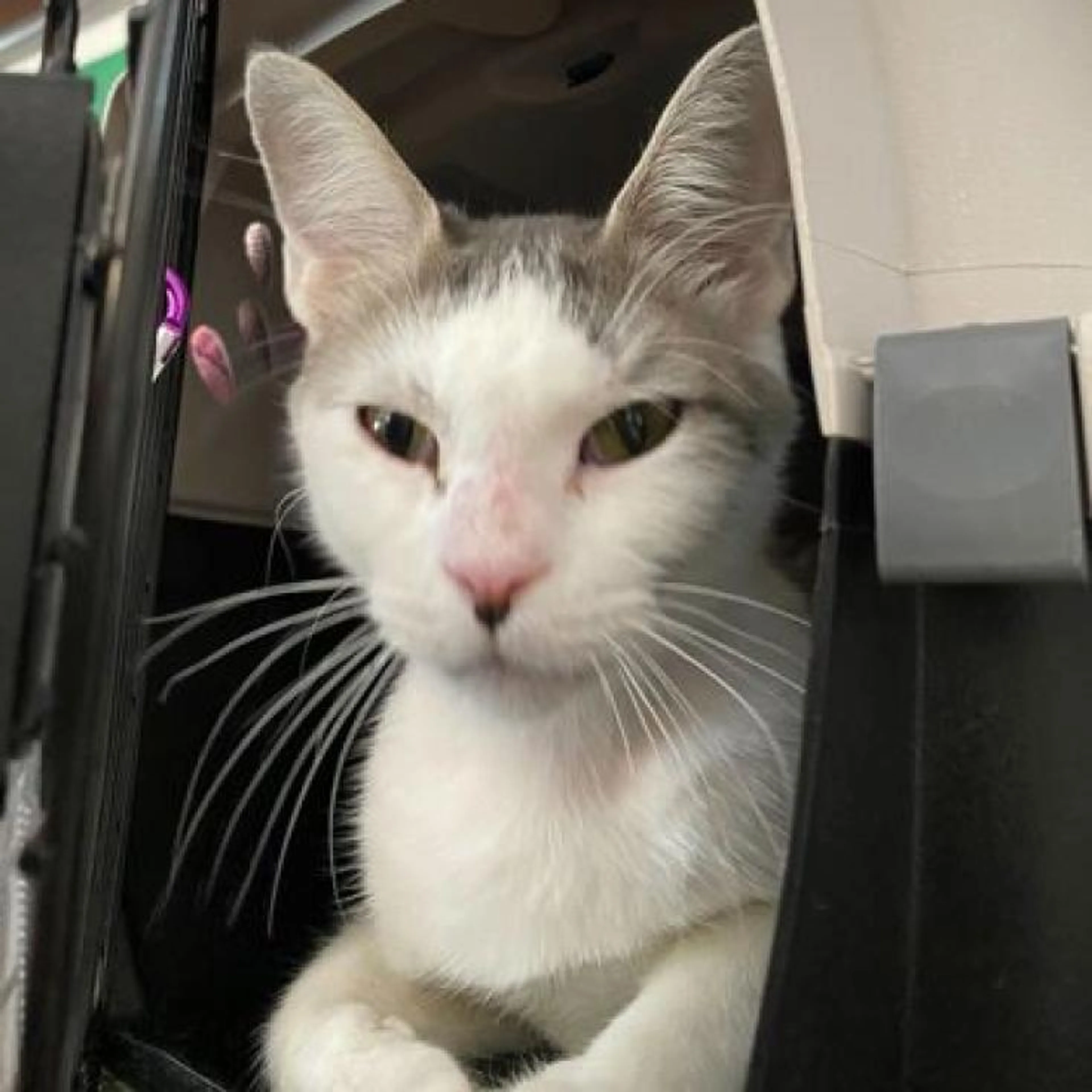 Found pet-1
