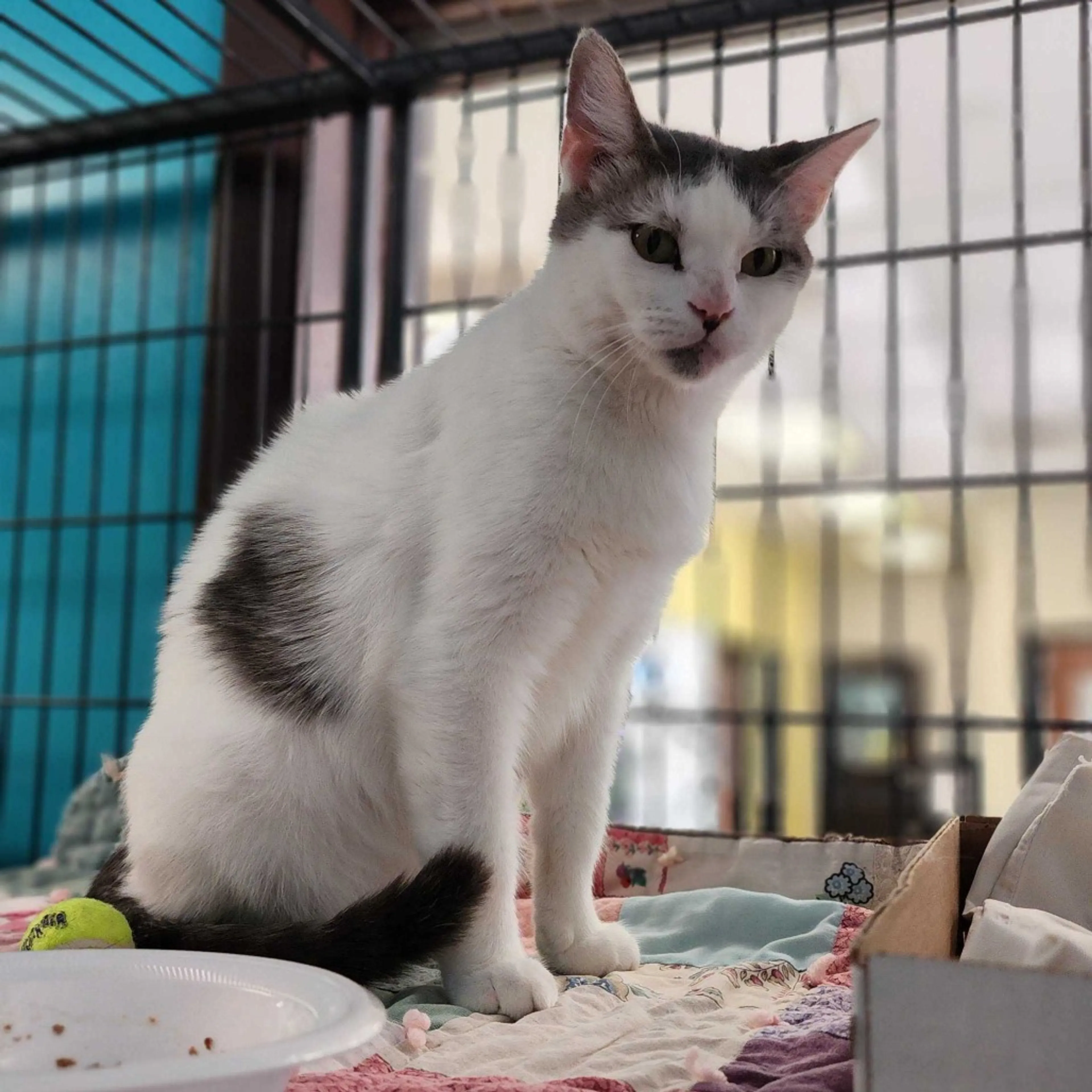 Found pet-6