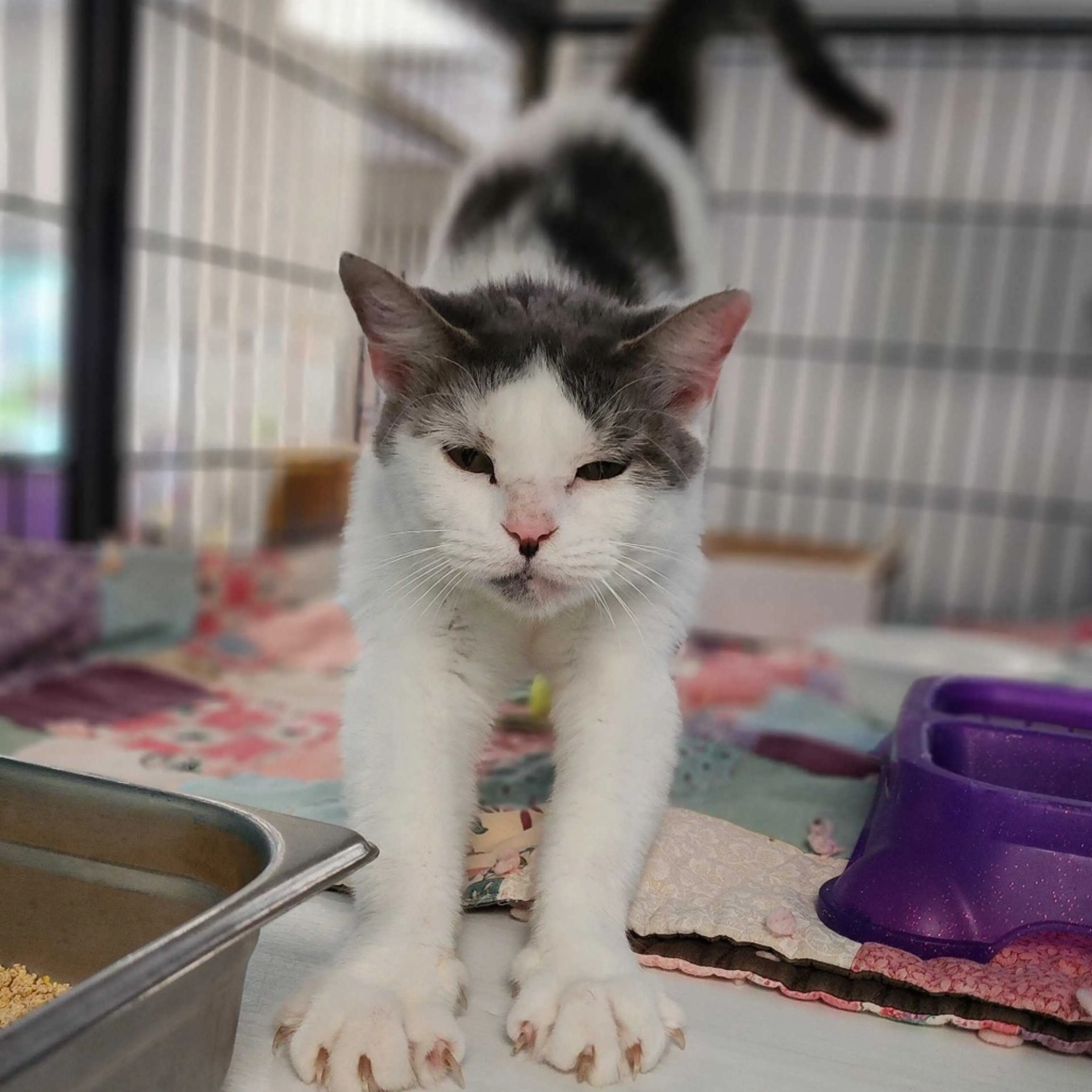 Found pet-3