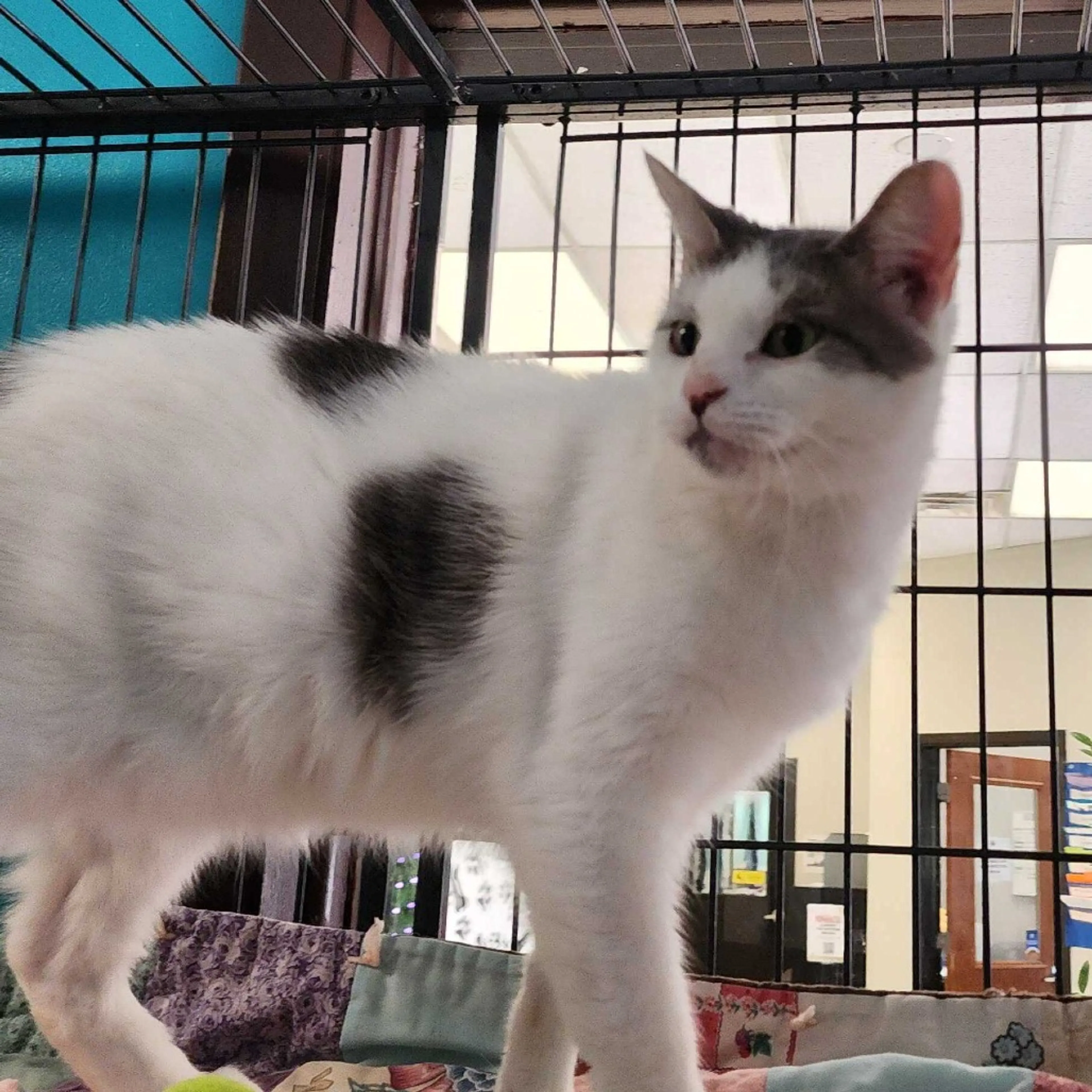 Found pet-2