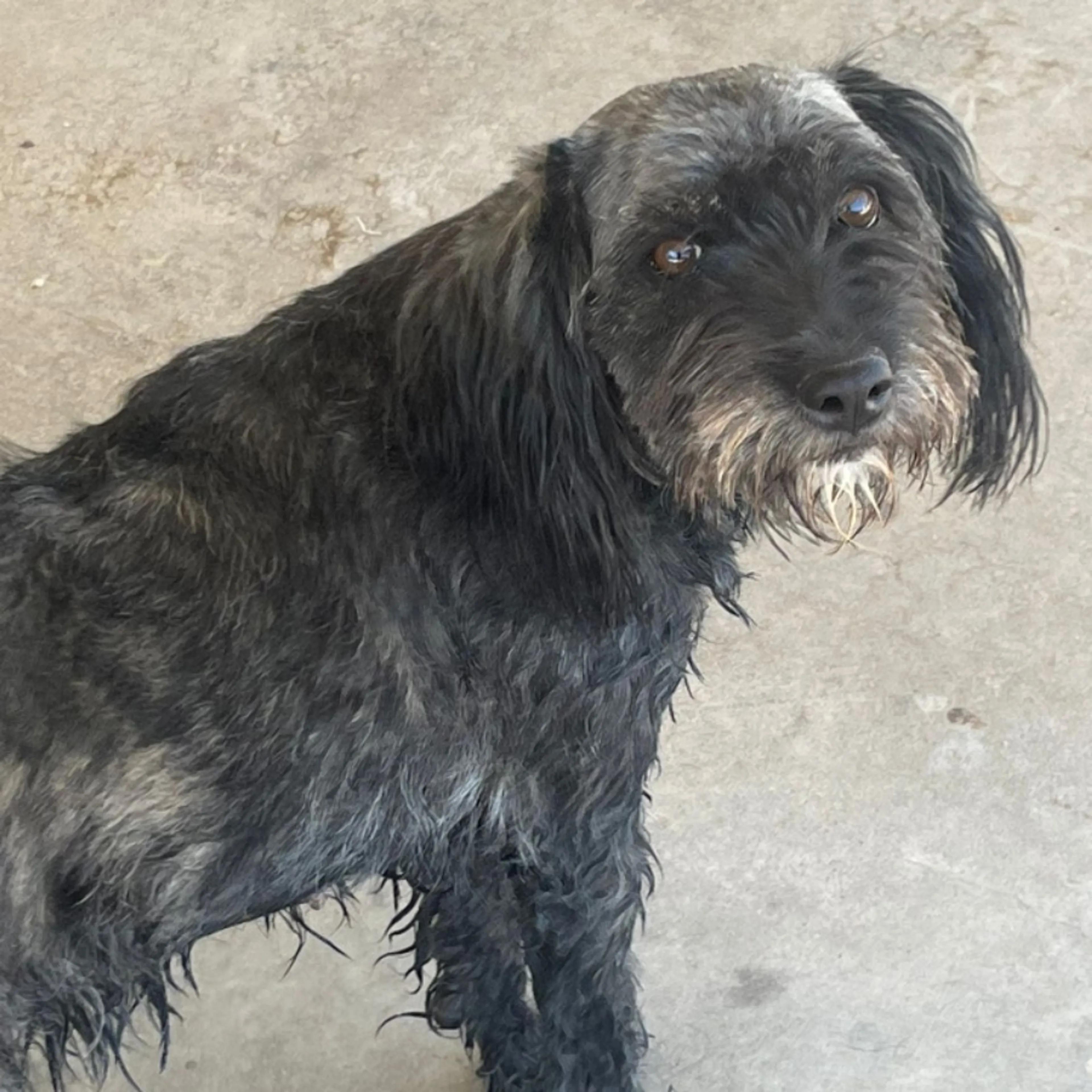 Lost pet
