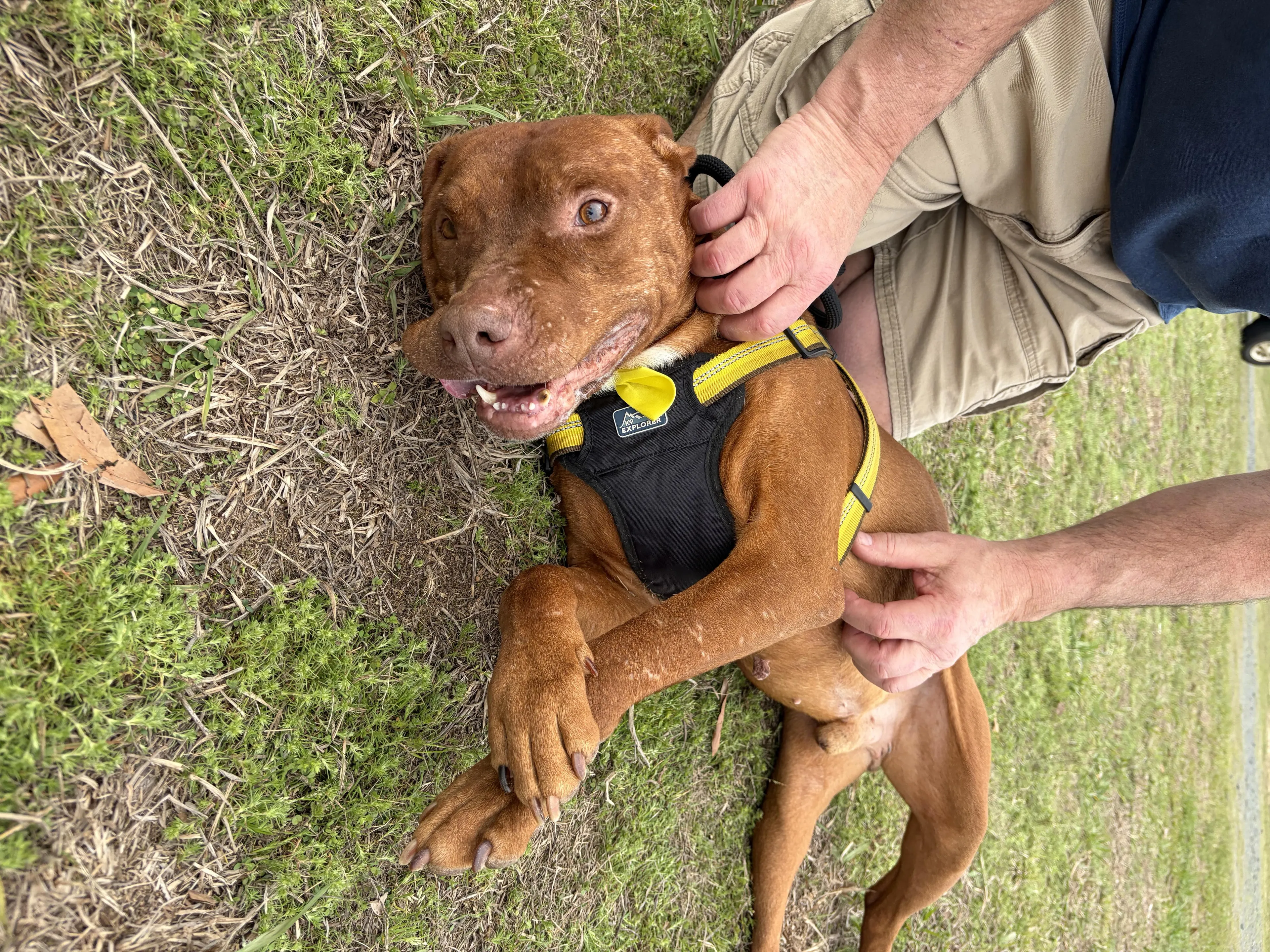 Found pet