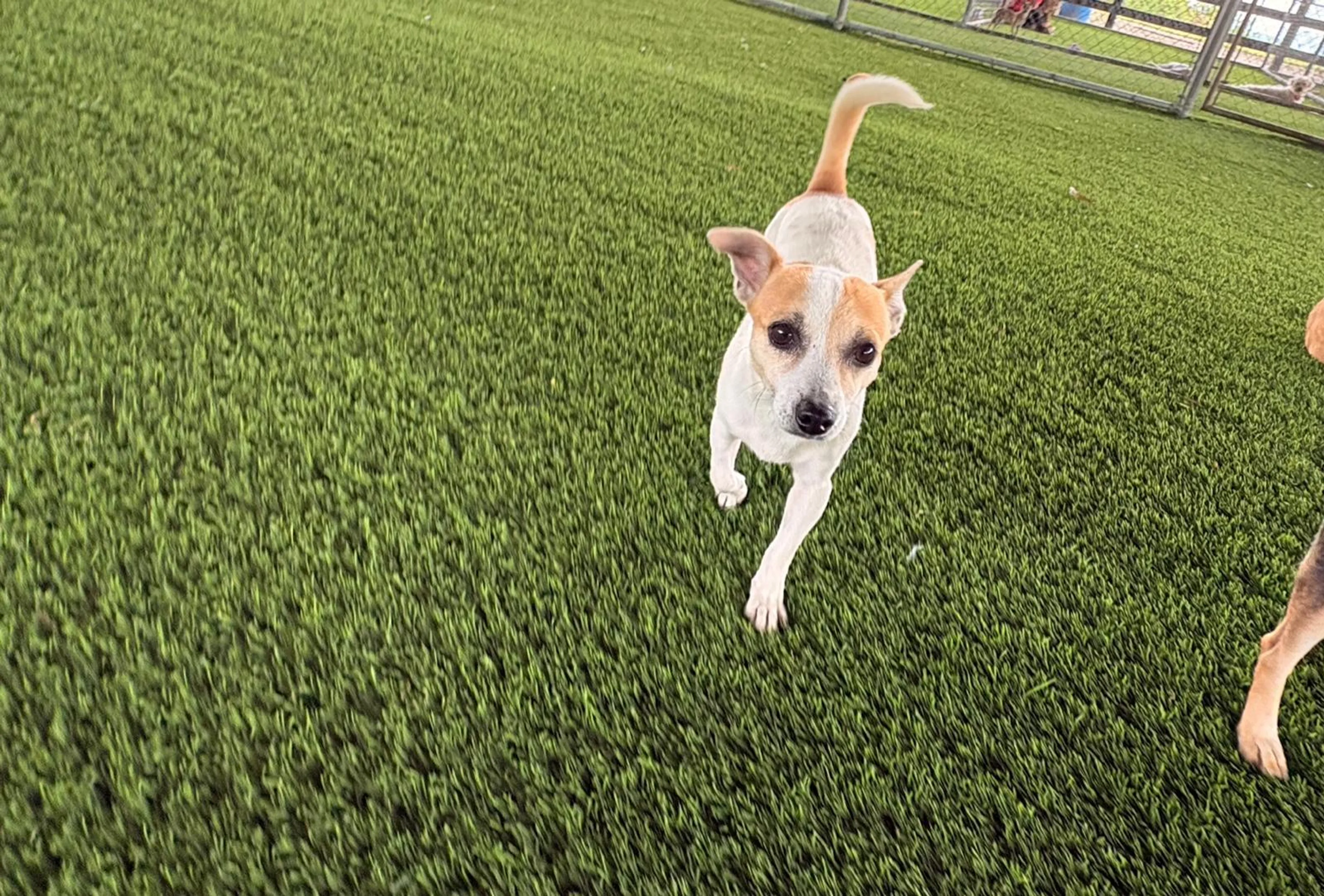 Found pet-1