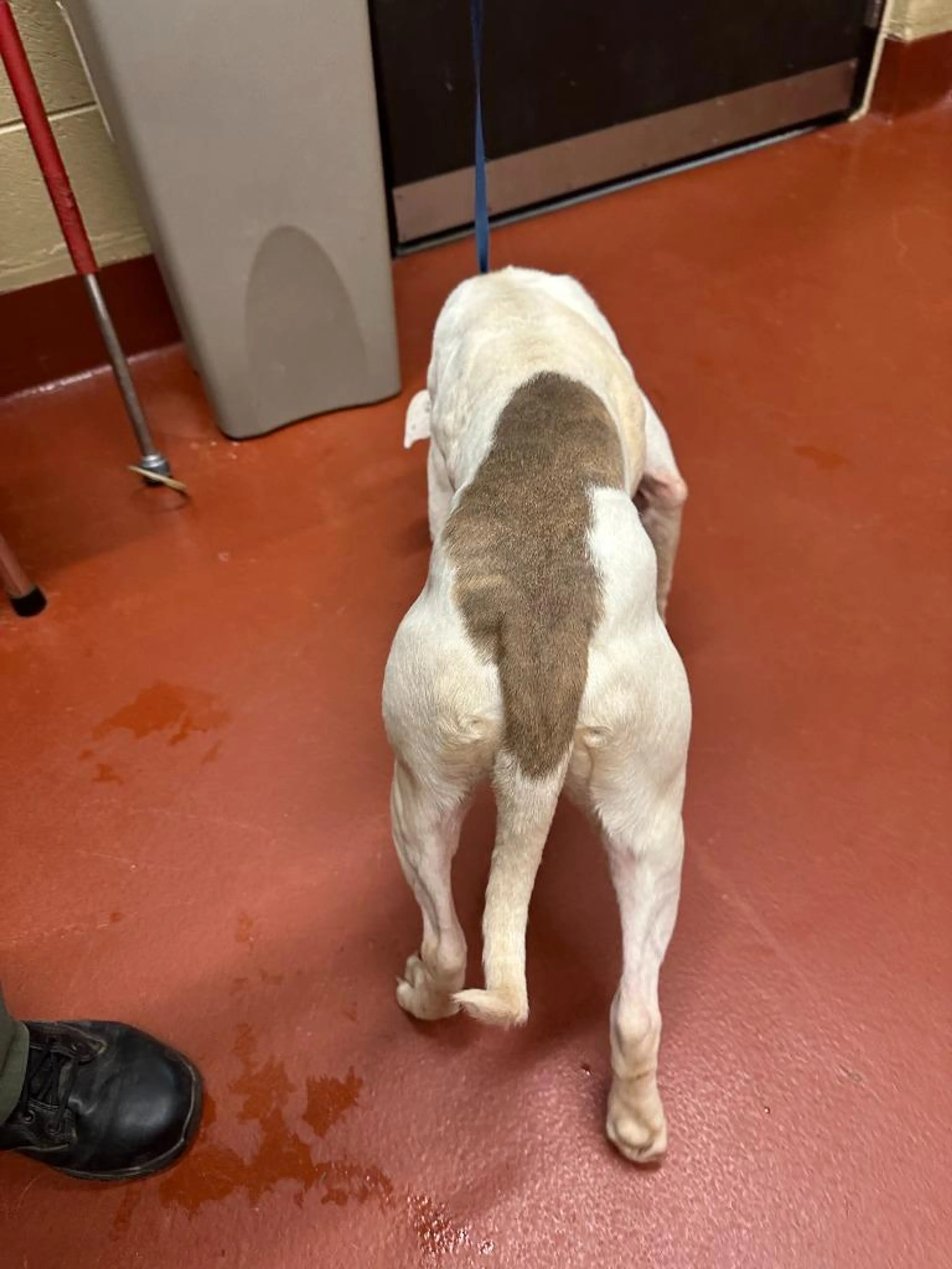 Found pet-1