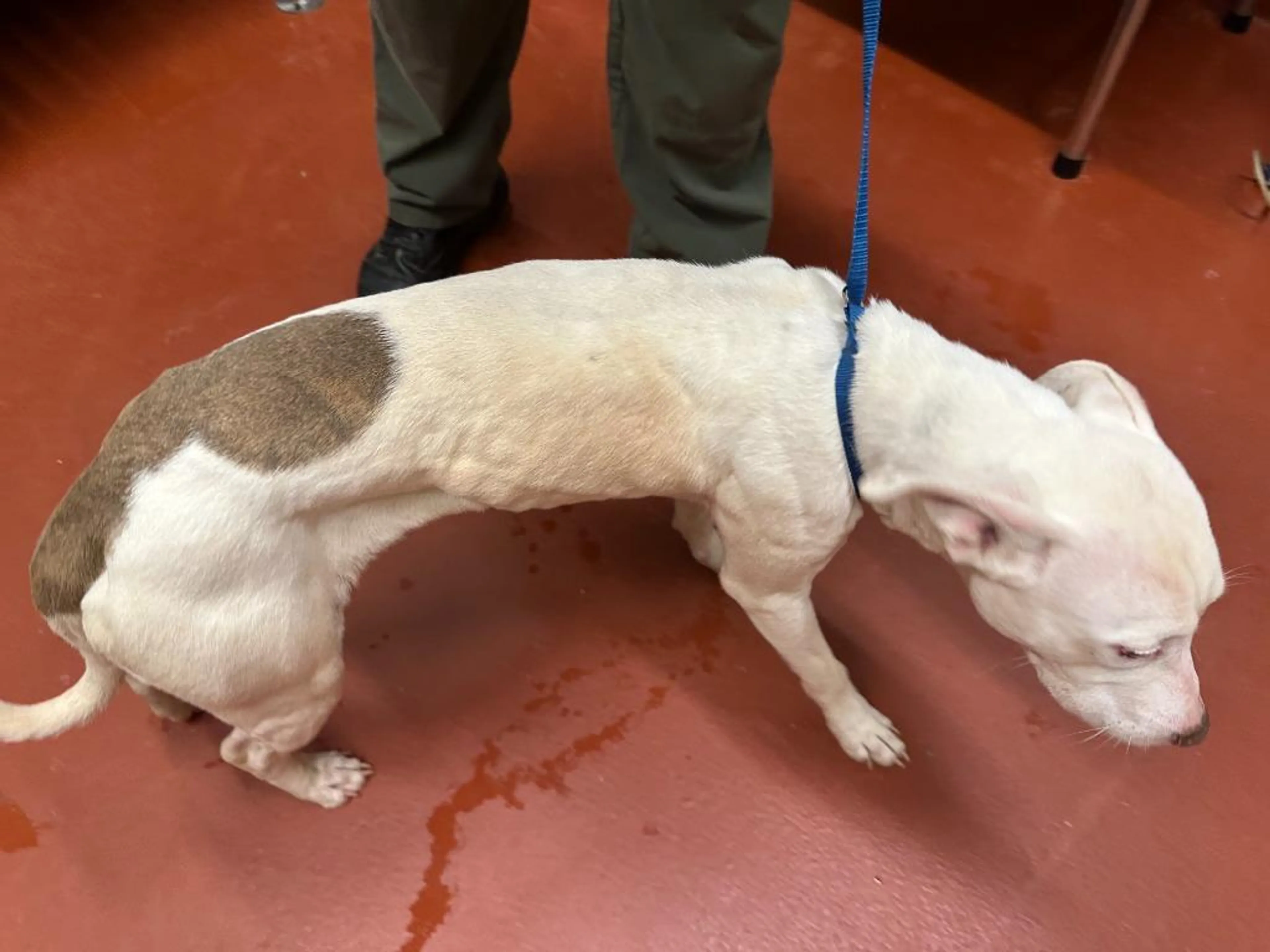 Found pet-2