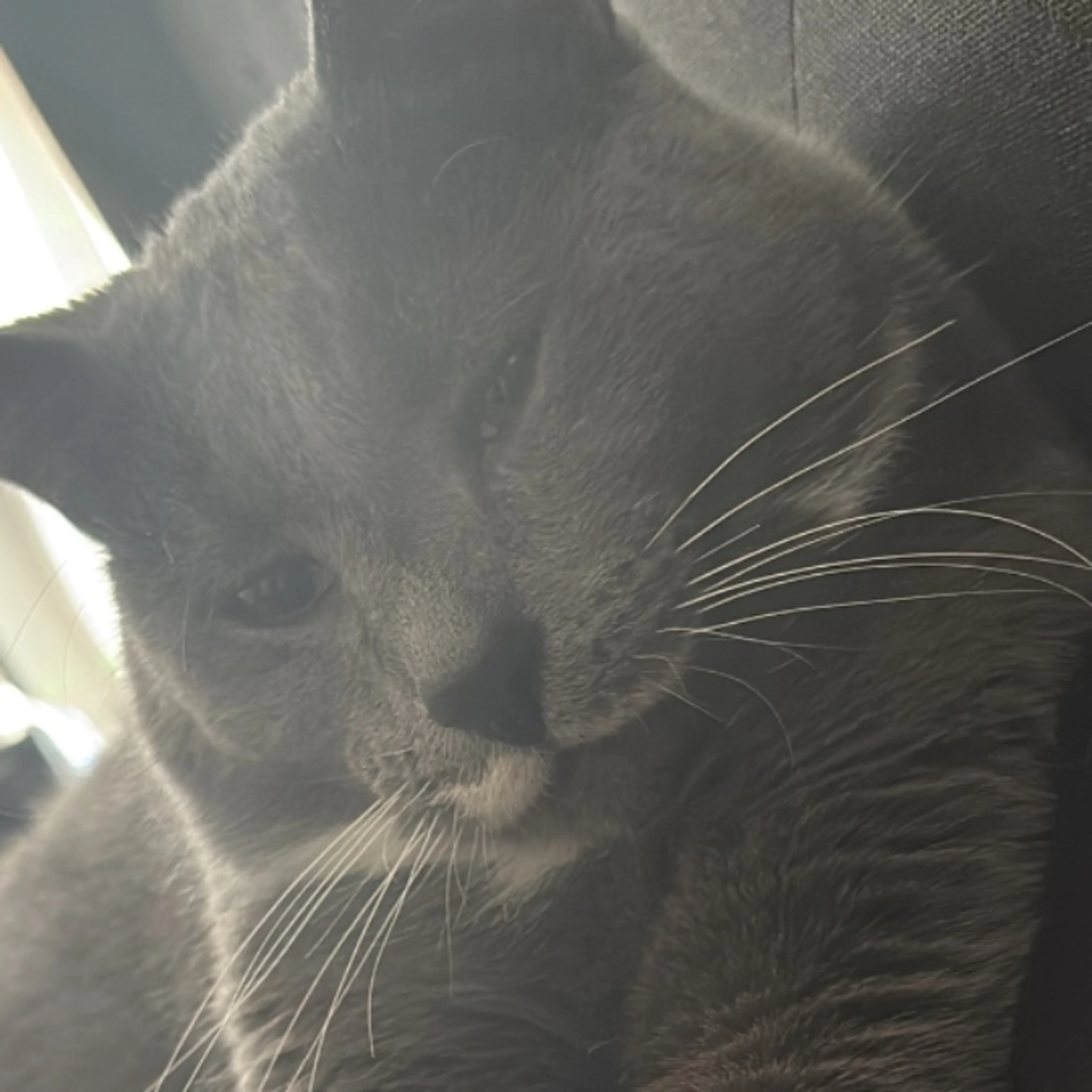Lost pet