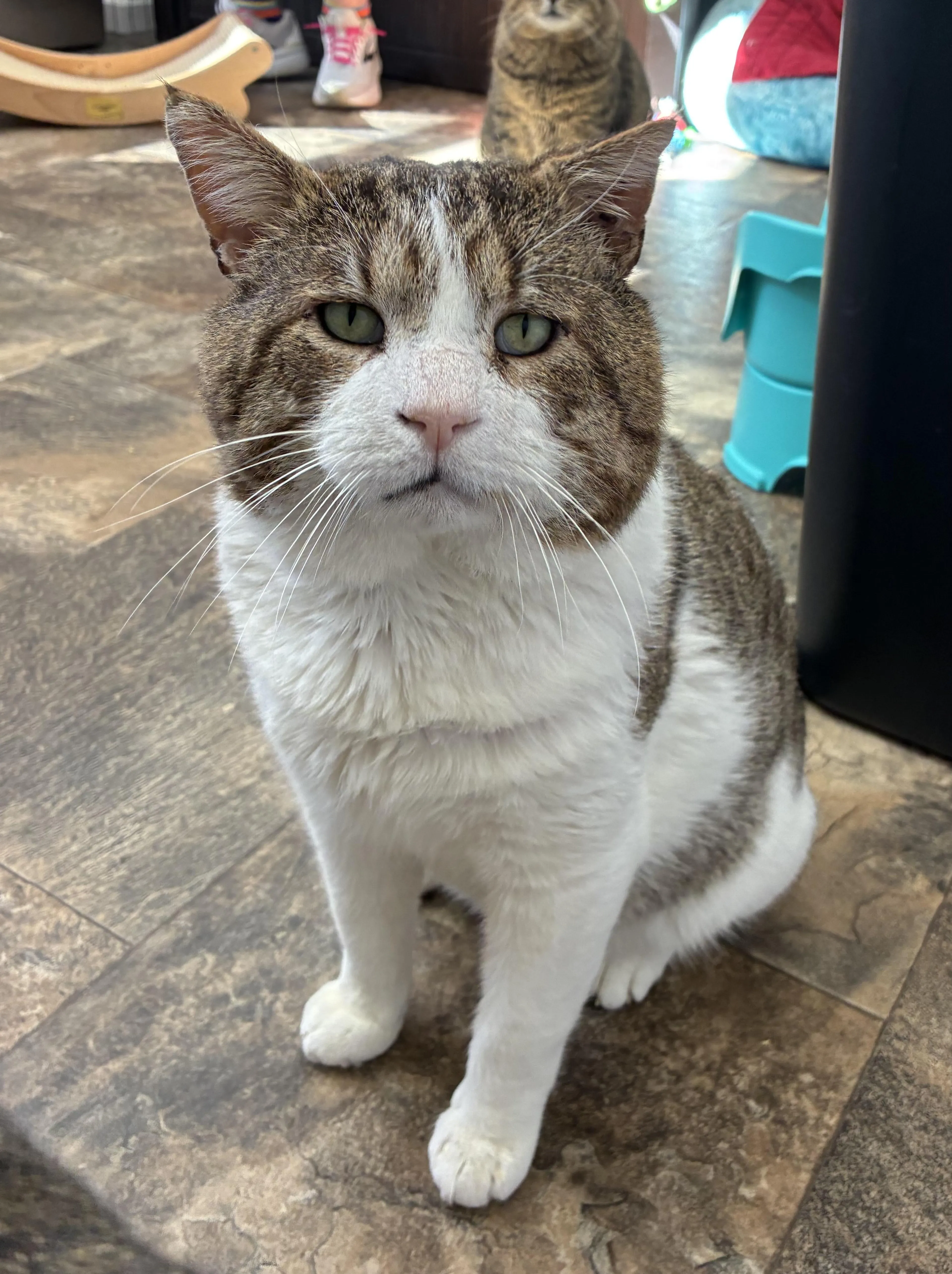 Found pet-1