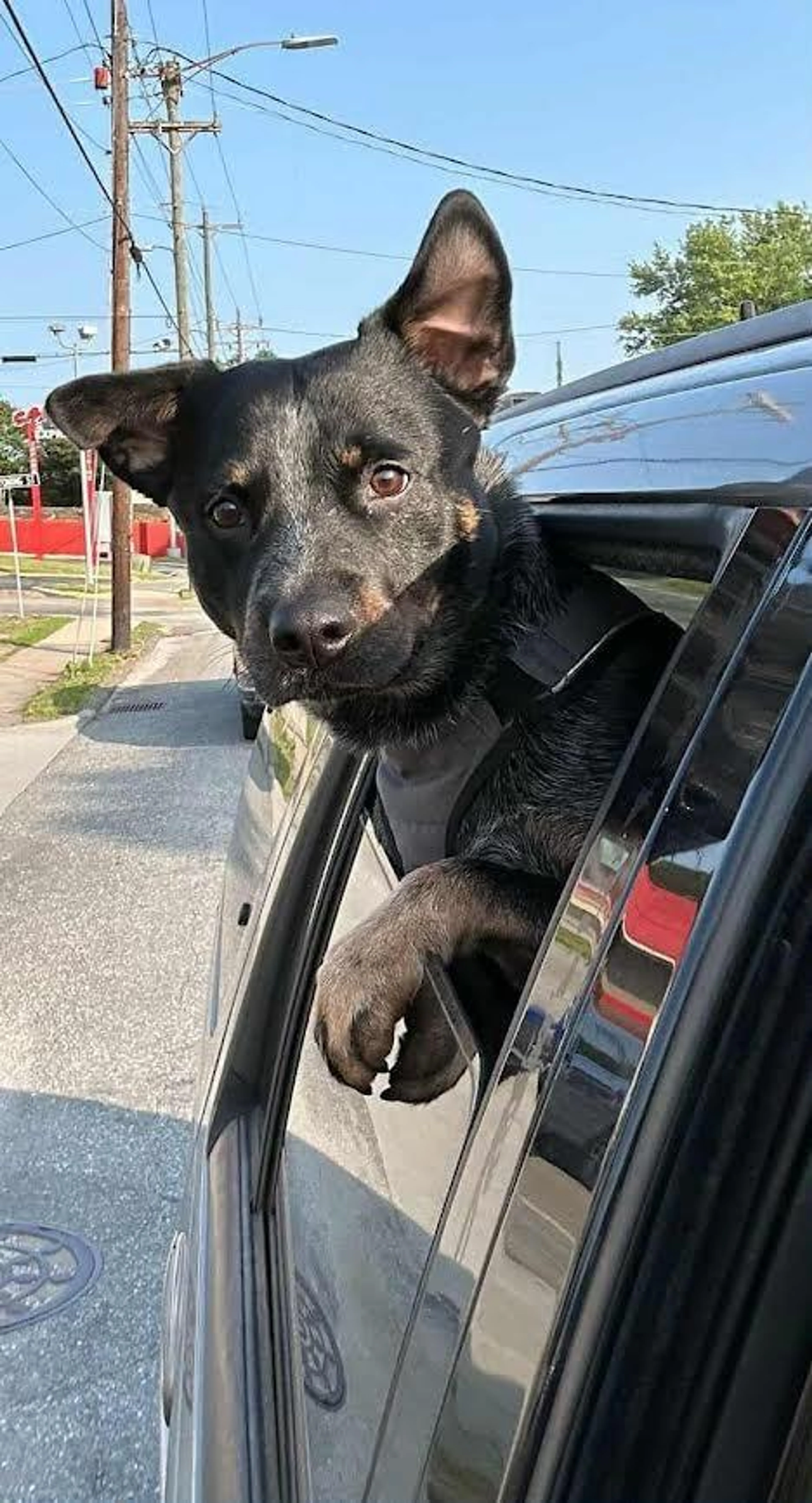 Found pet-0