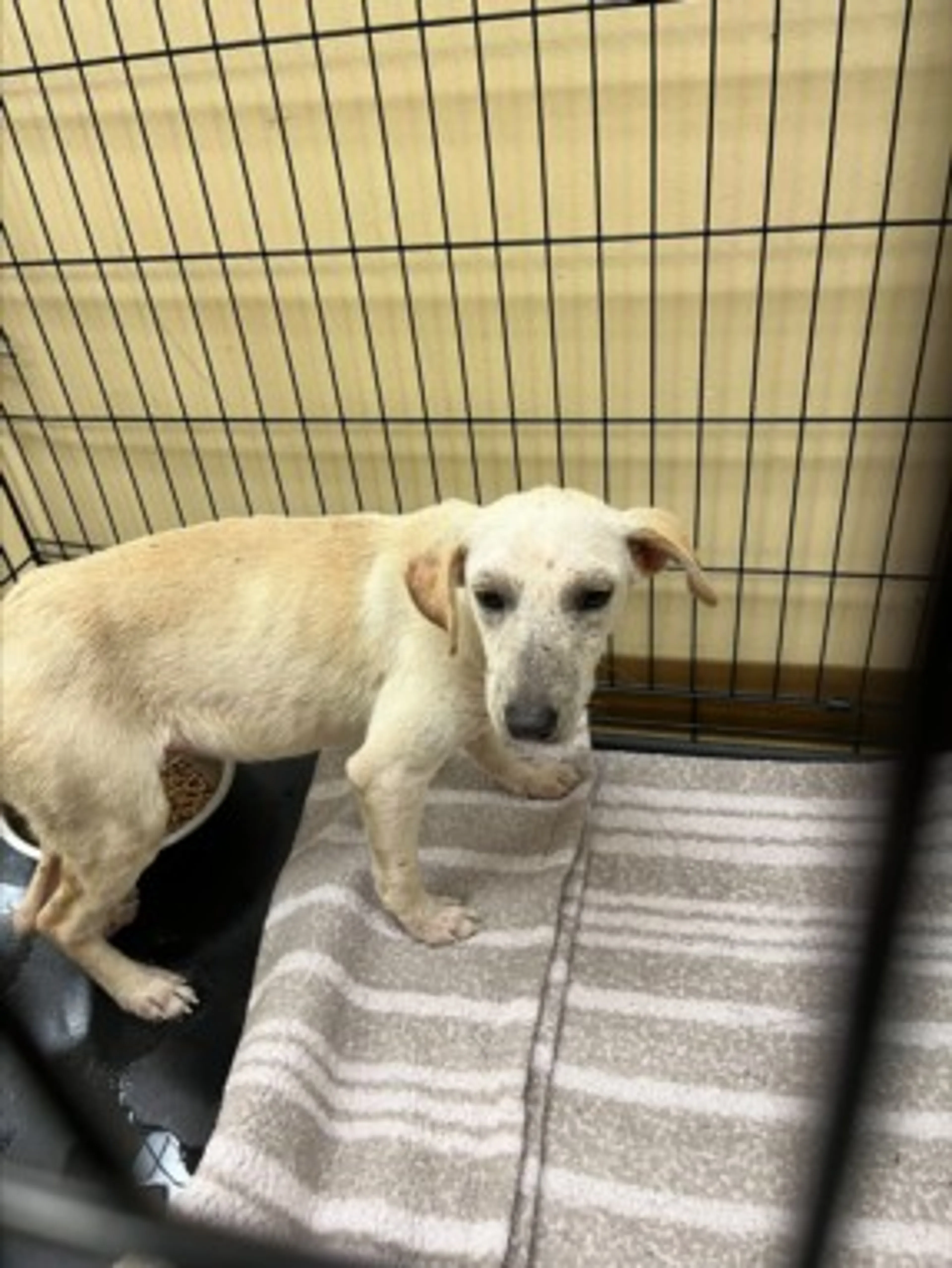 Found pet