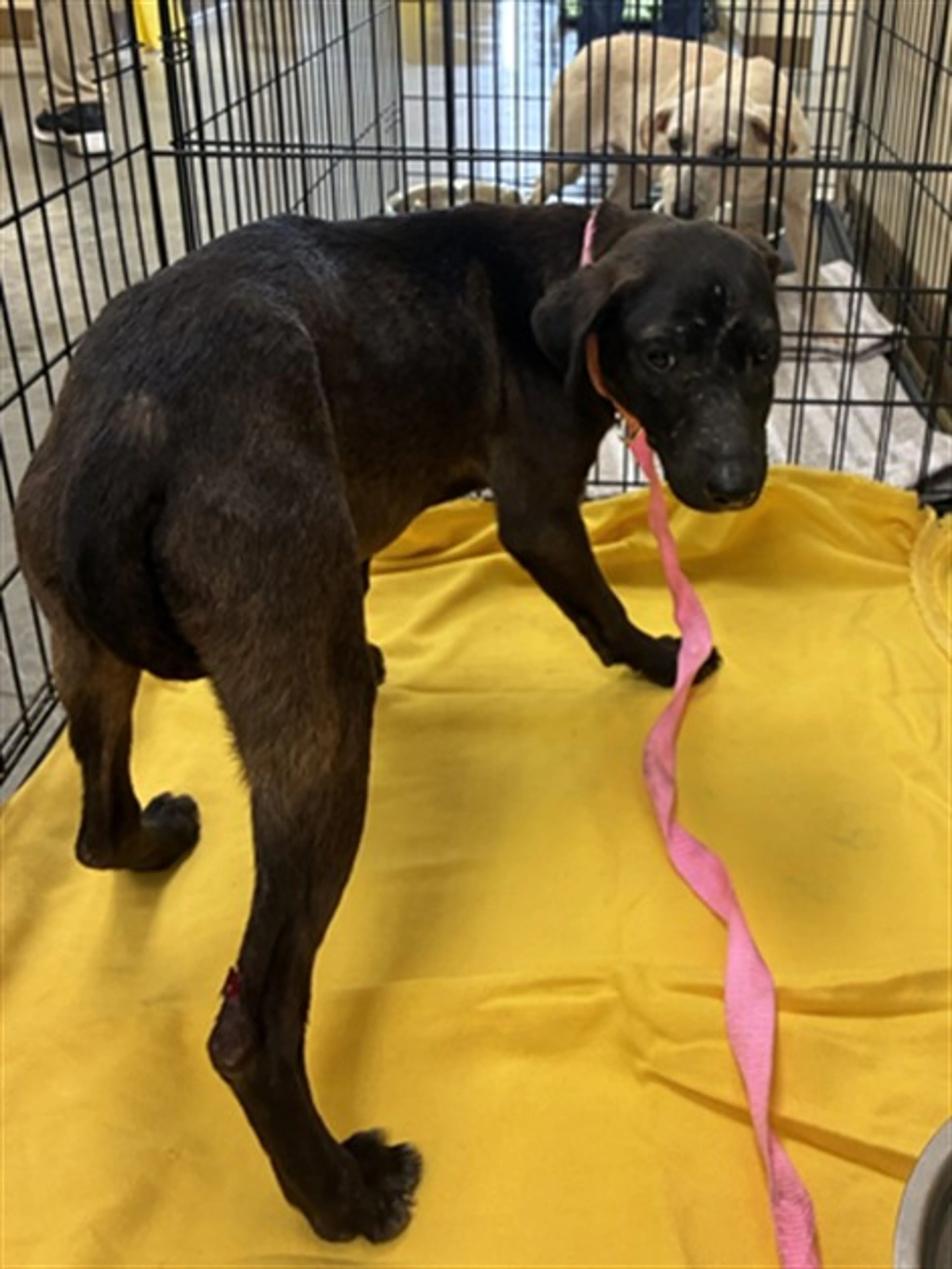 Found pet