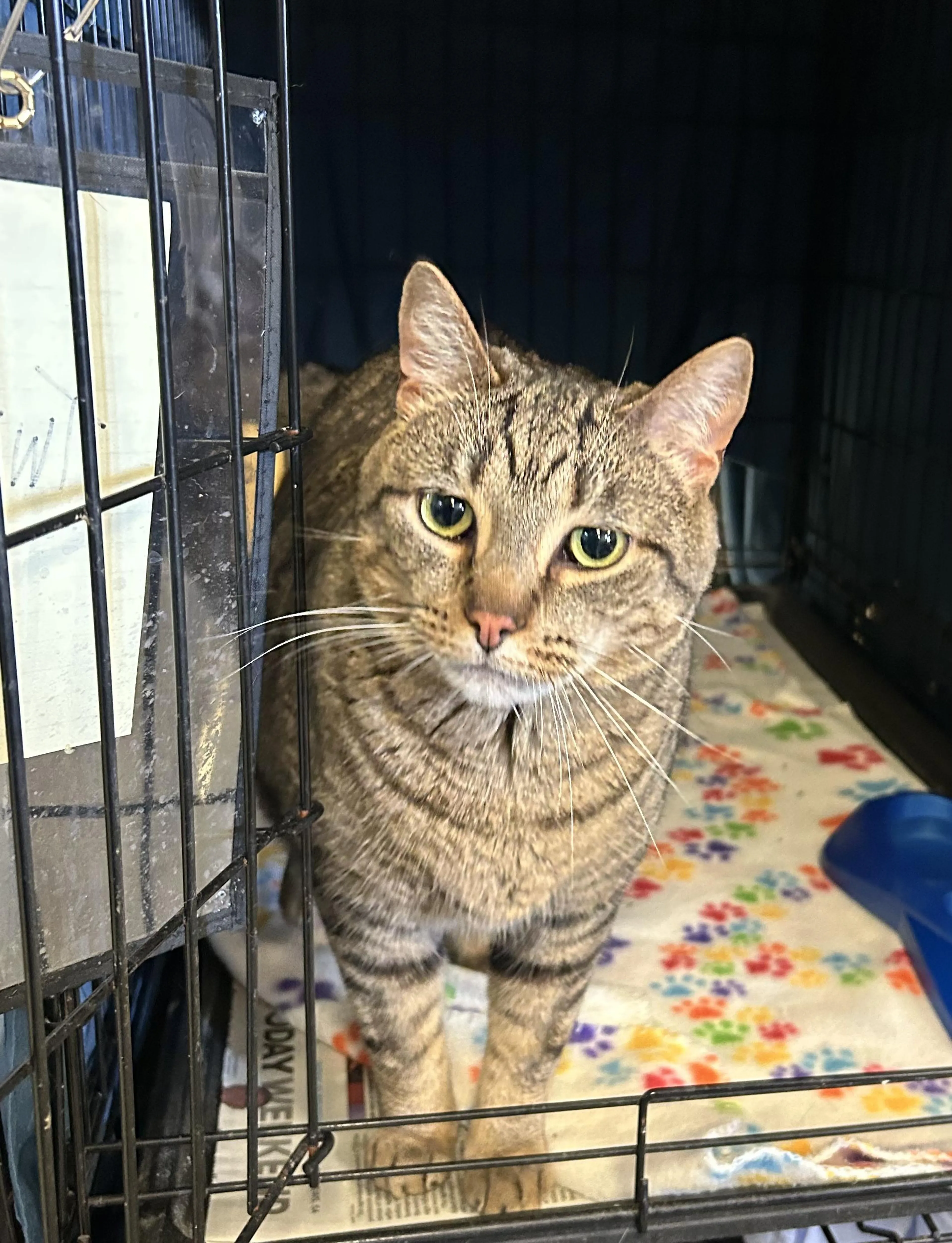Found pet