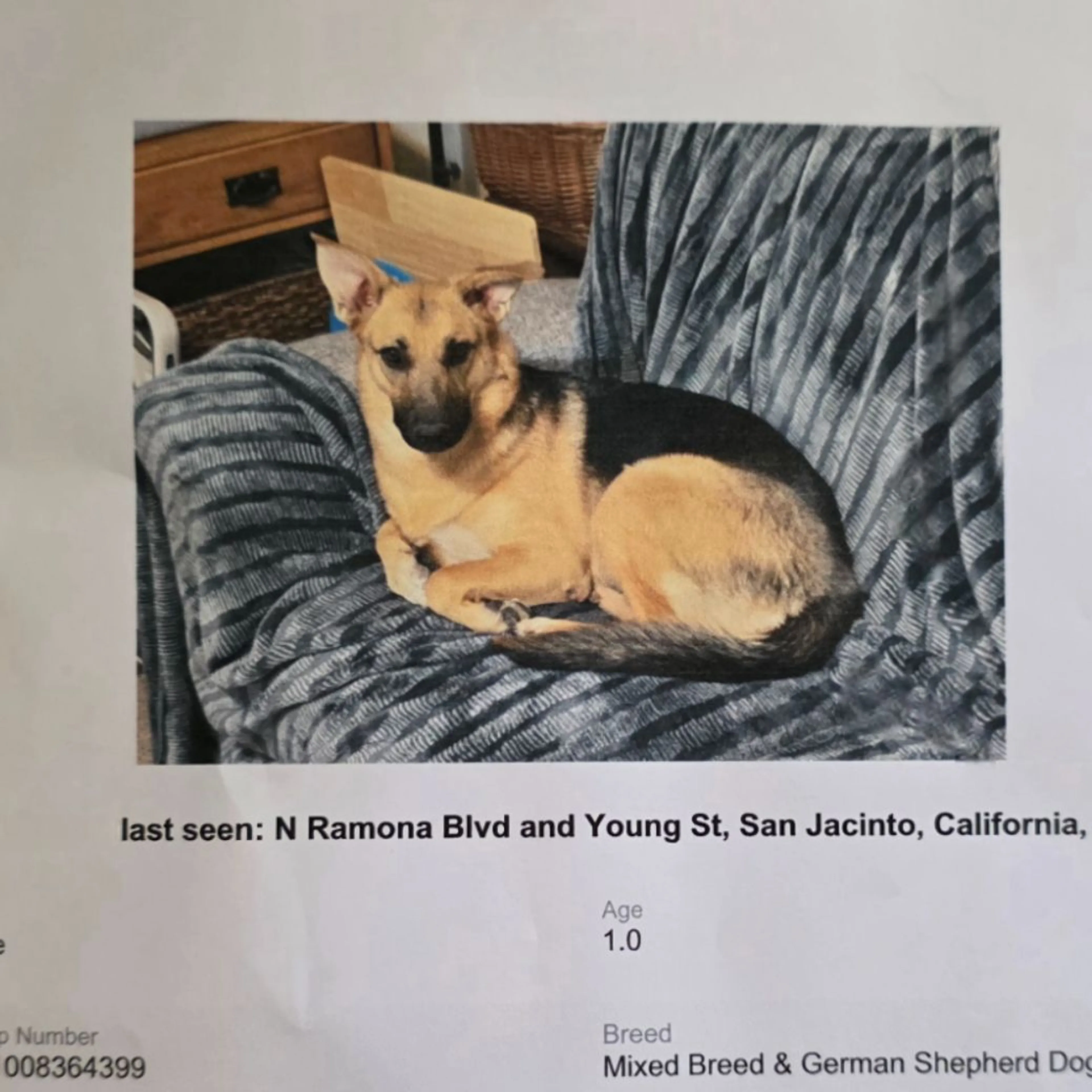 Lost pet