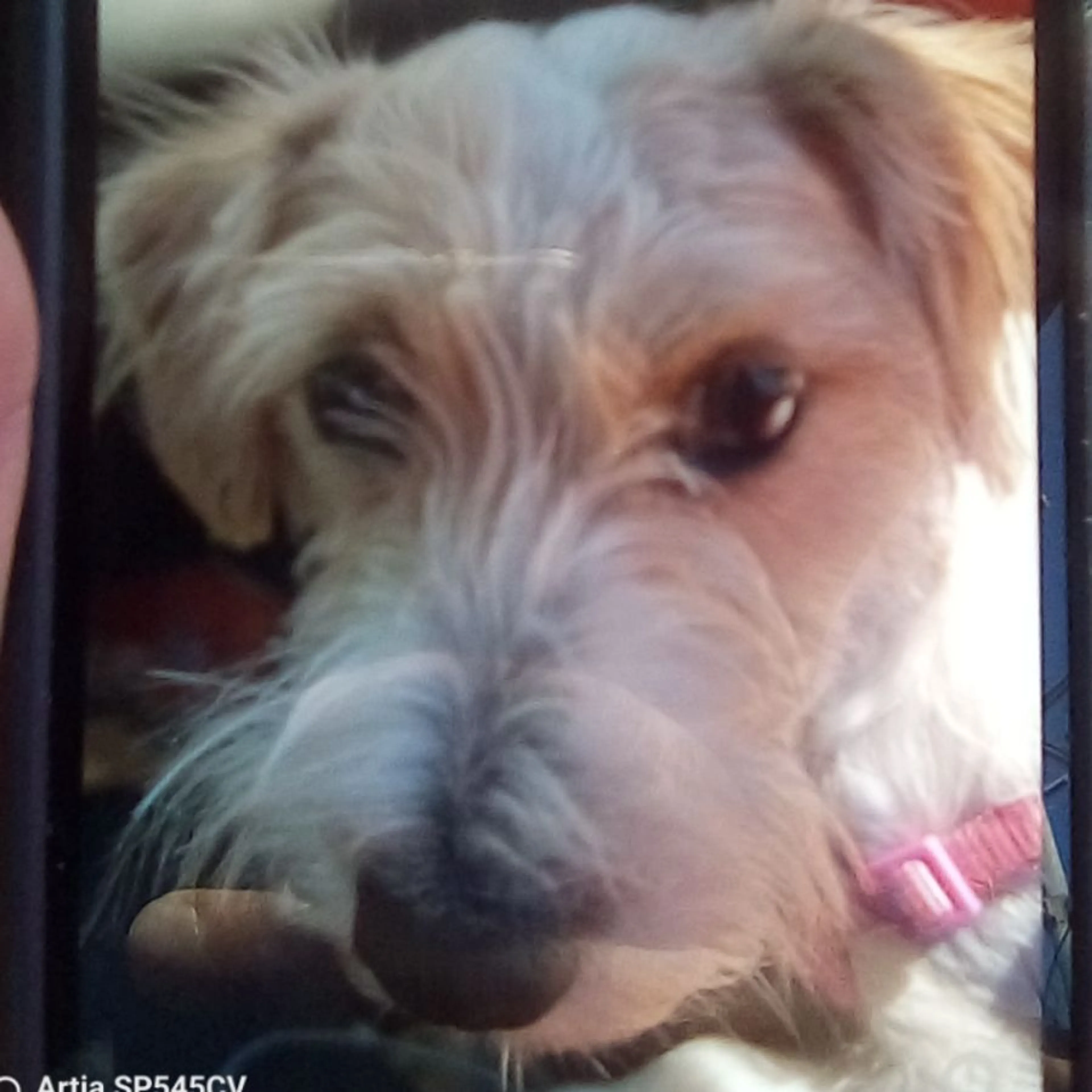 Lost pet-0