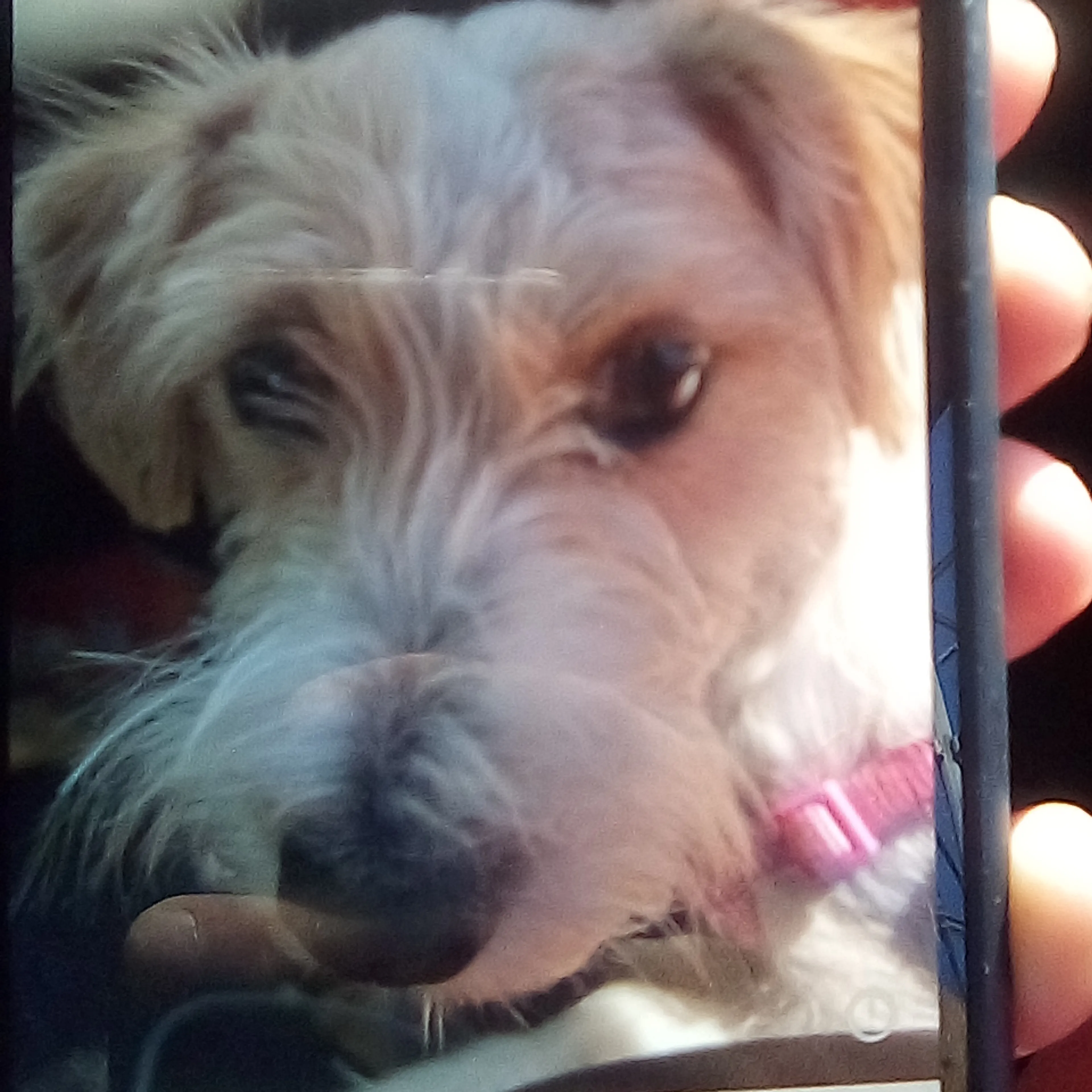Lost pet-1