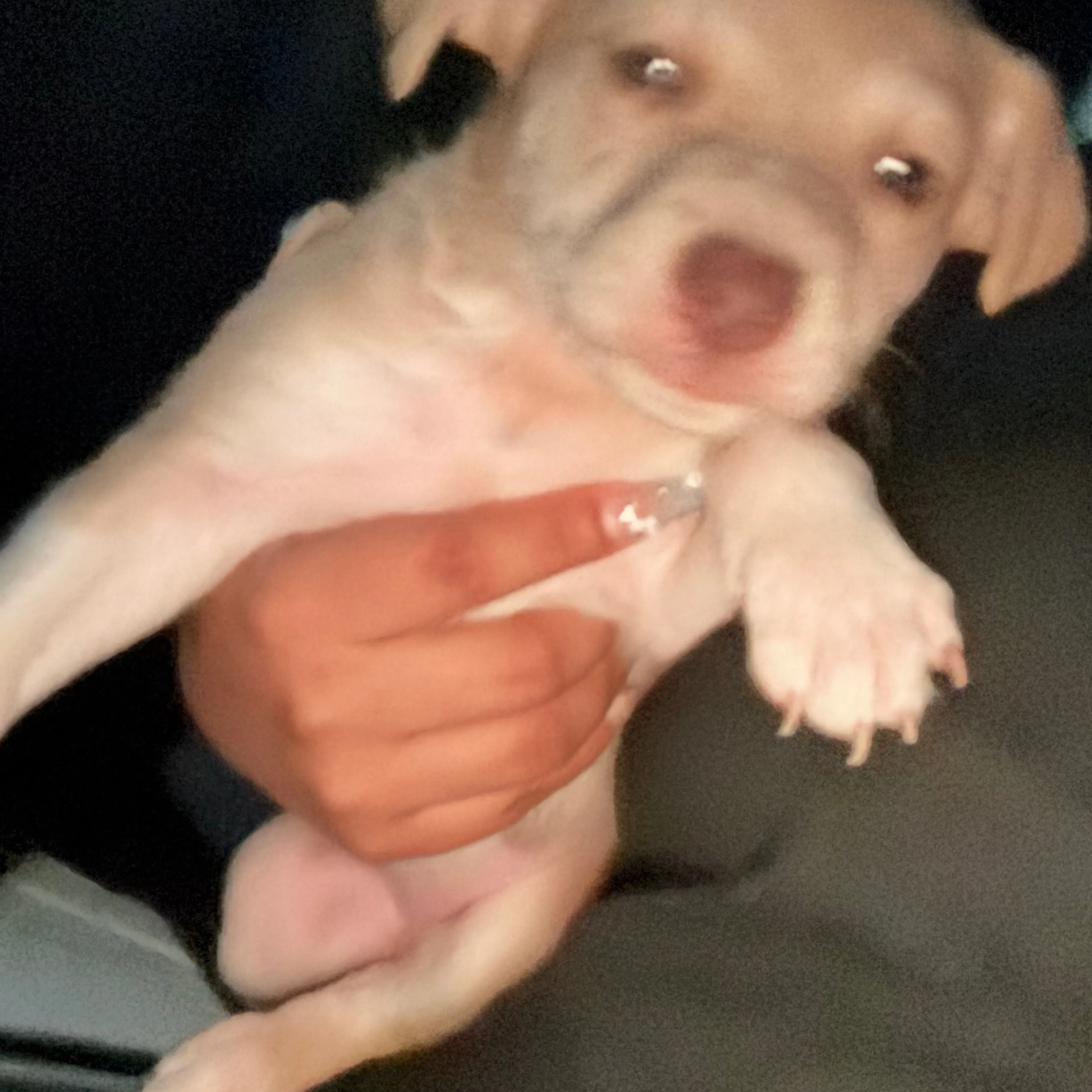 Lost pet-1