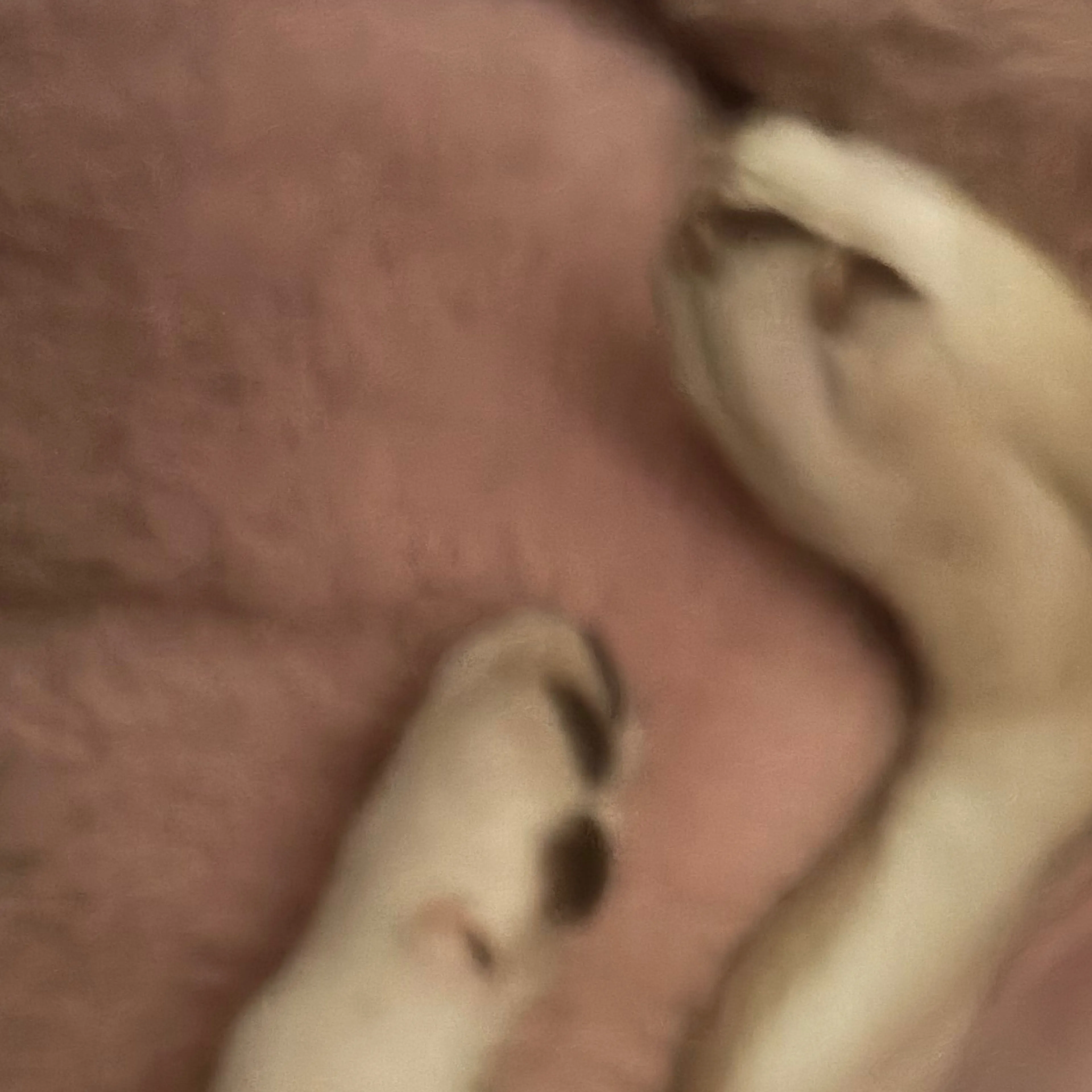 Lost pet-3
