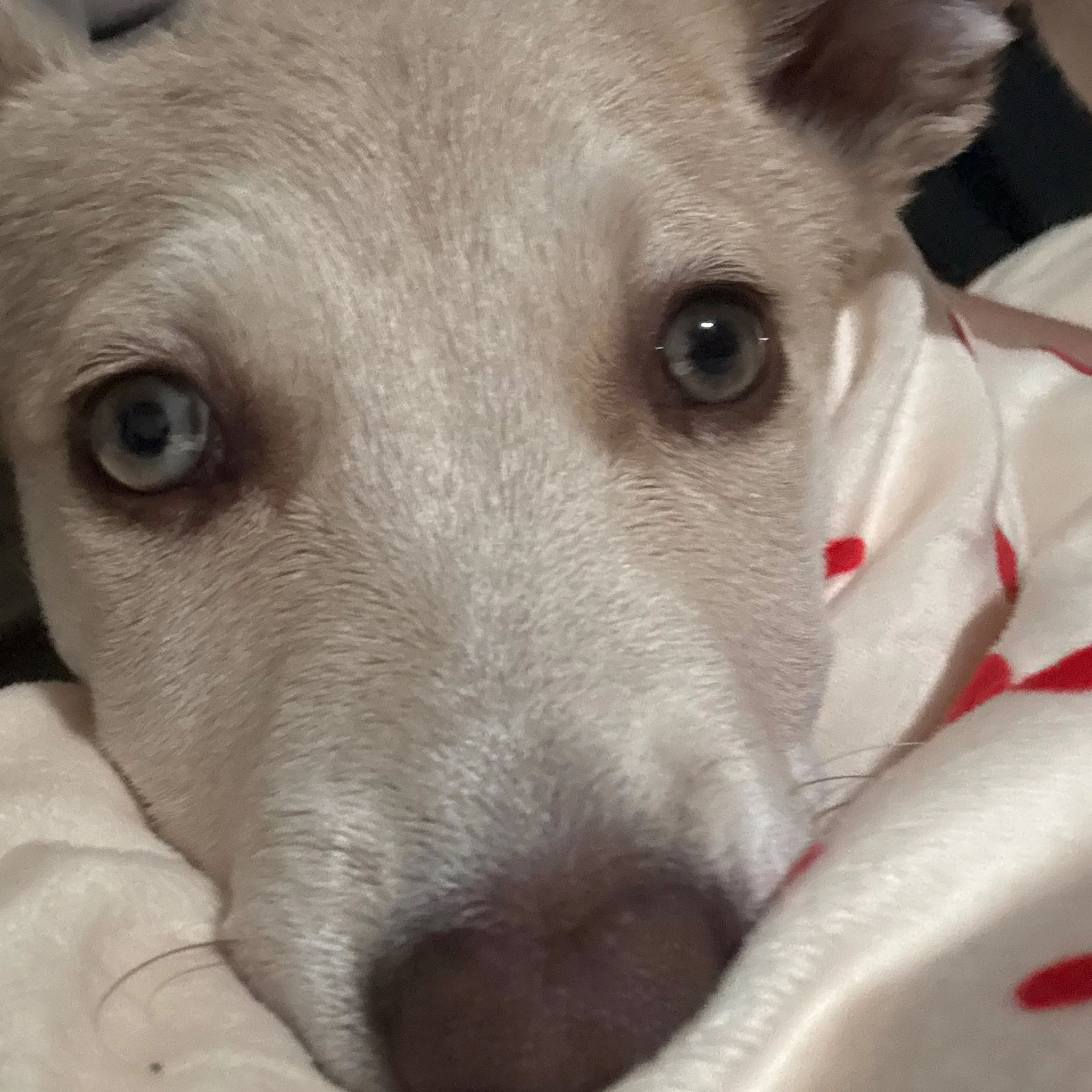 Lost pet-2