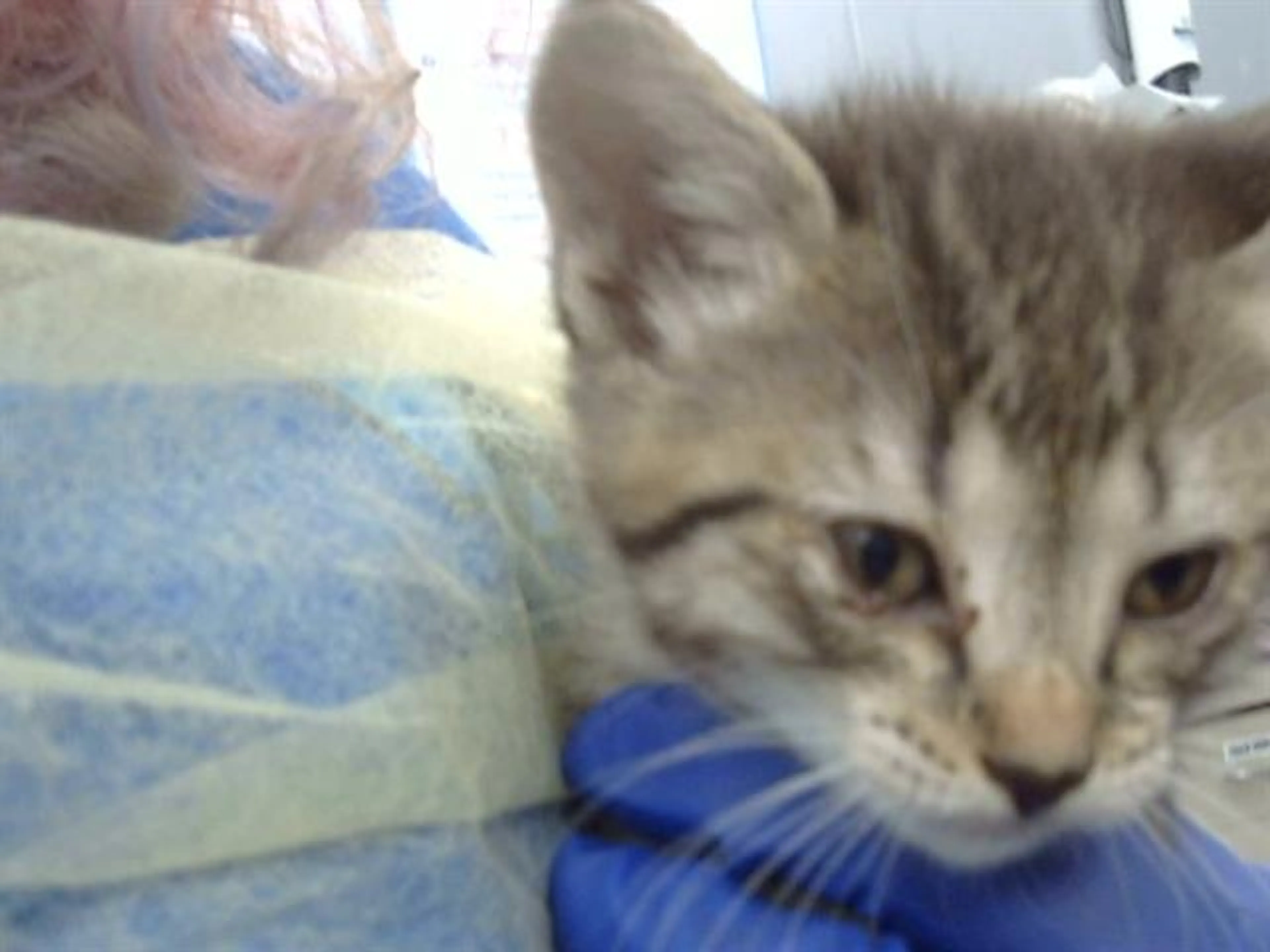 Found pet