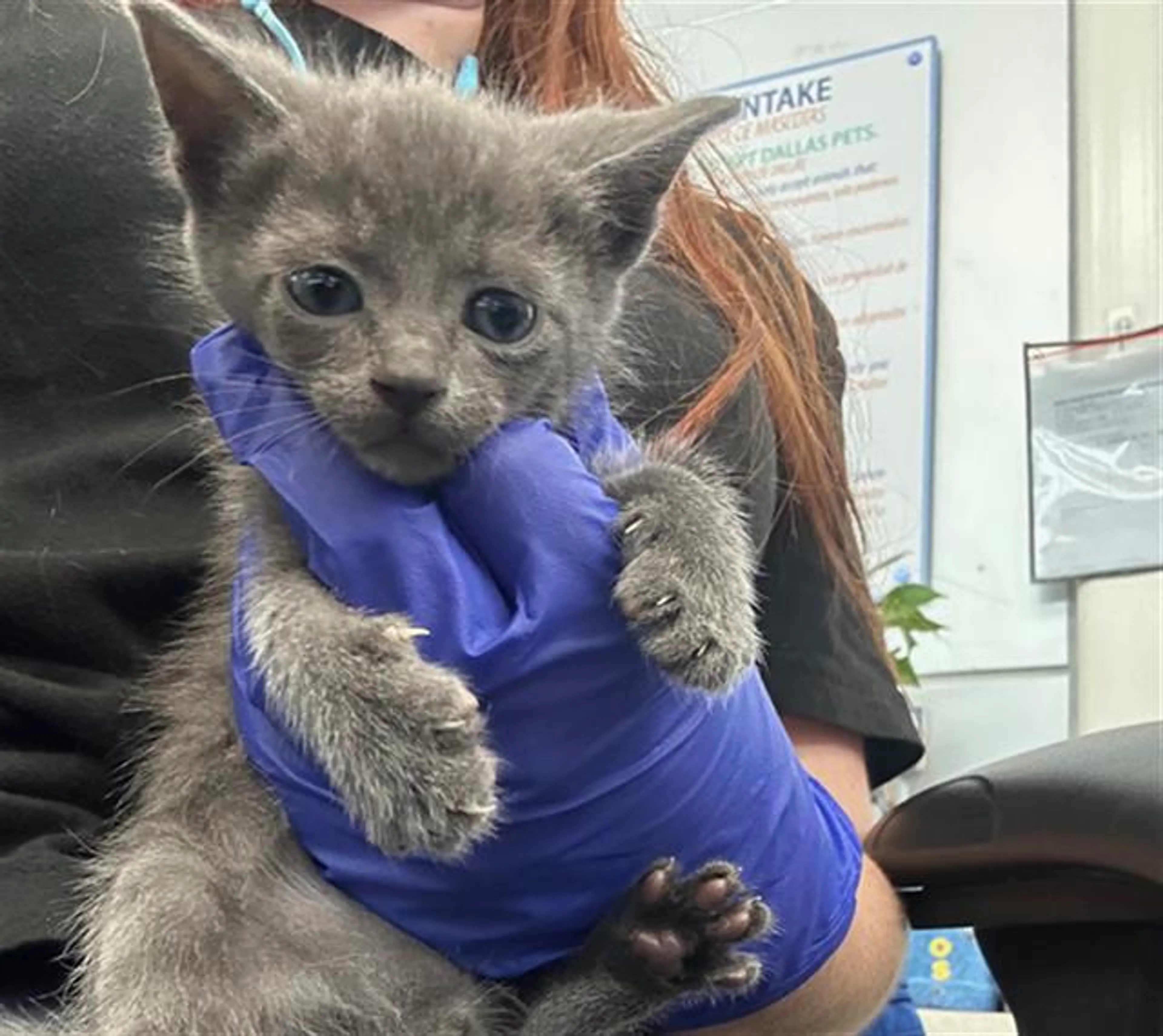 Found pet