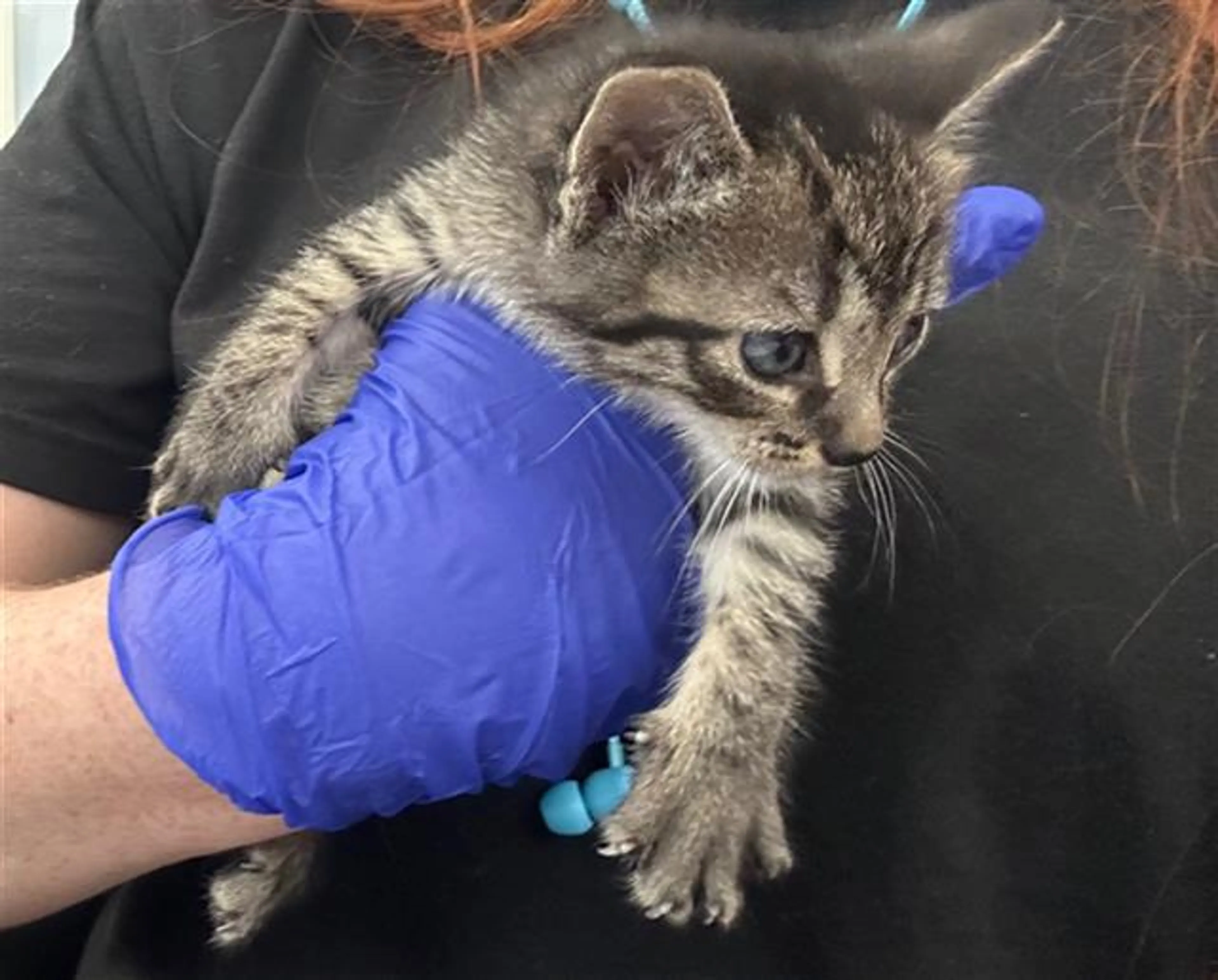 Found pet