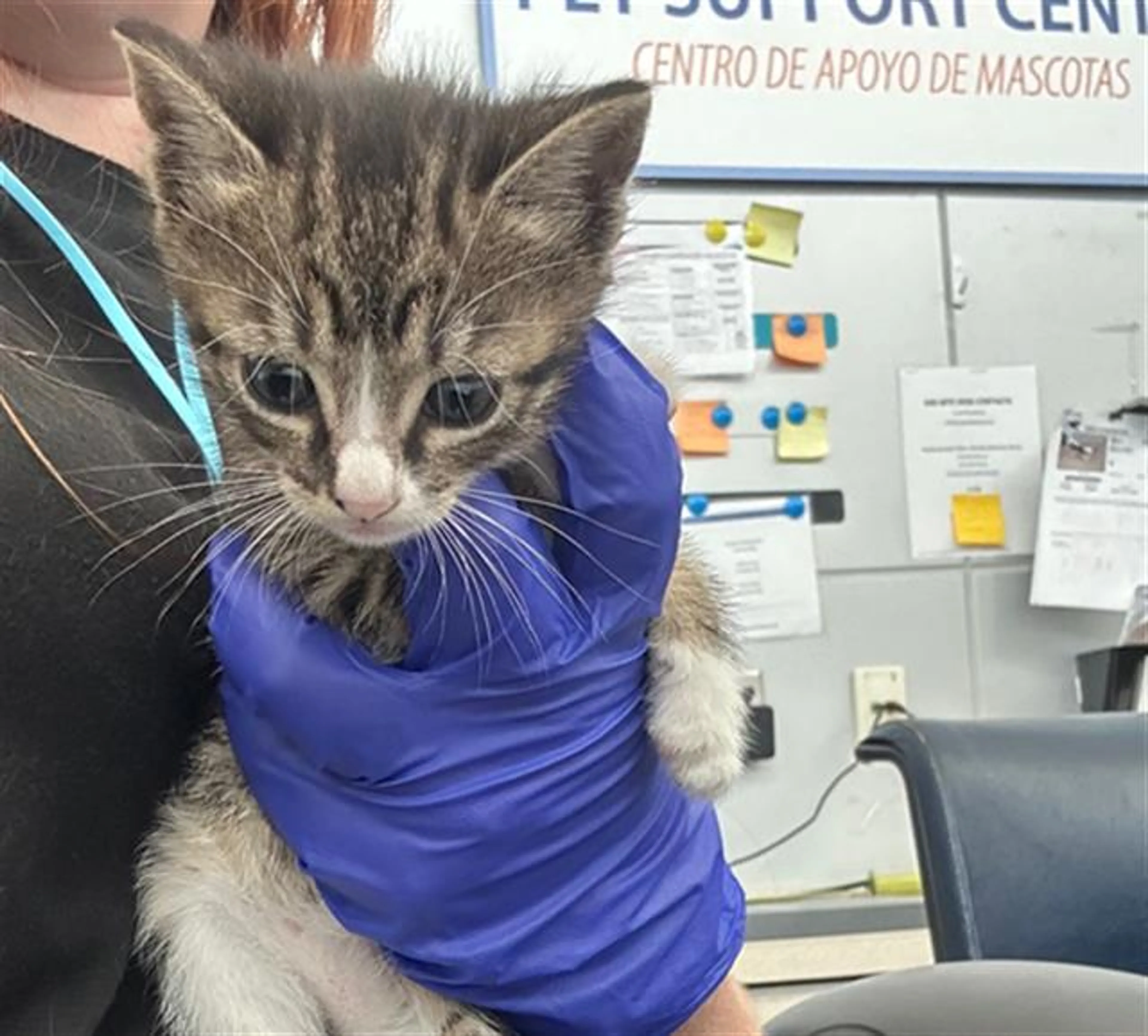Found pet