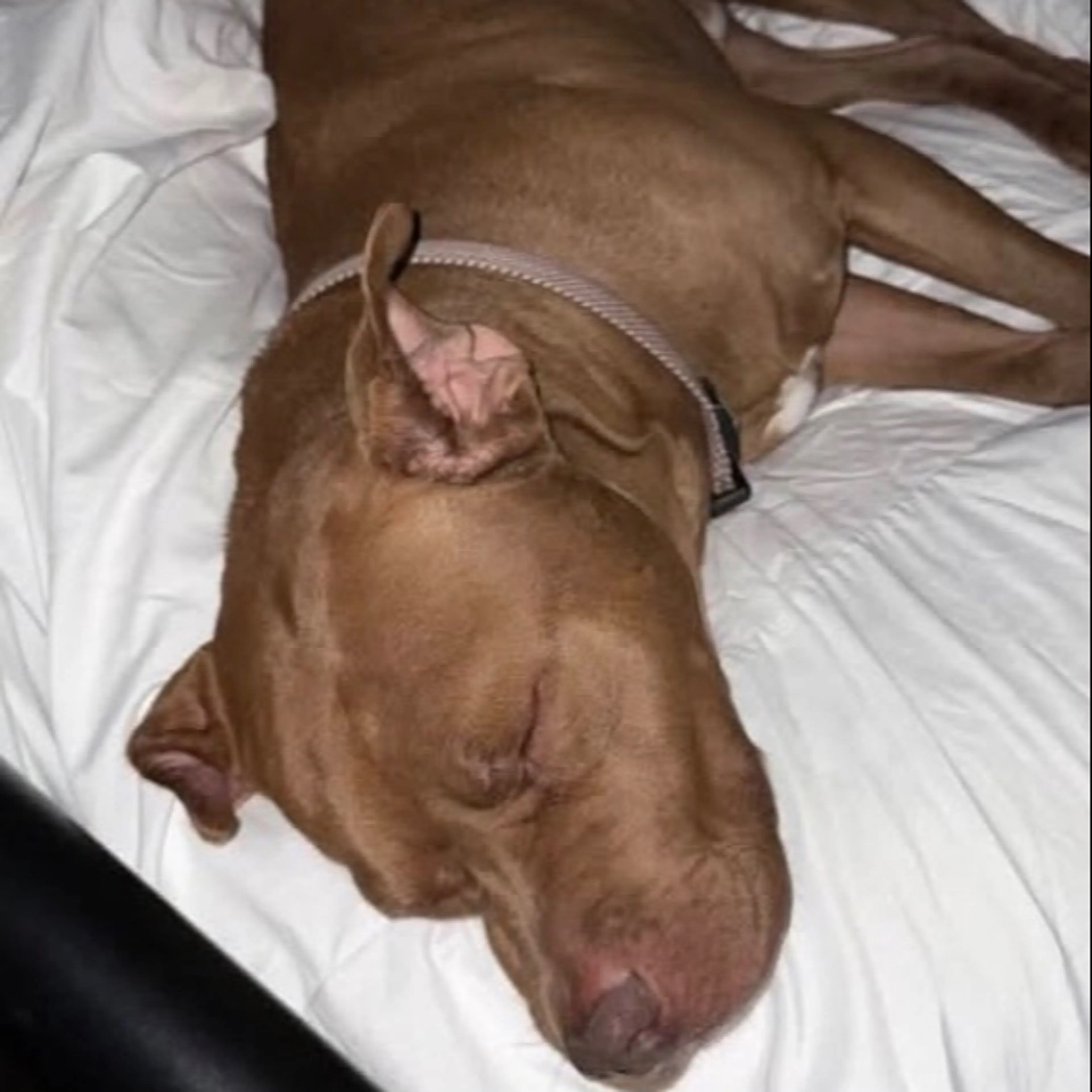 Lost pet-1