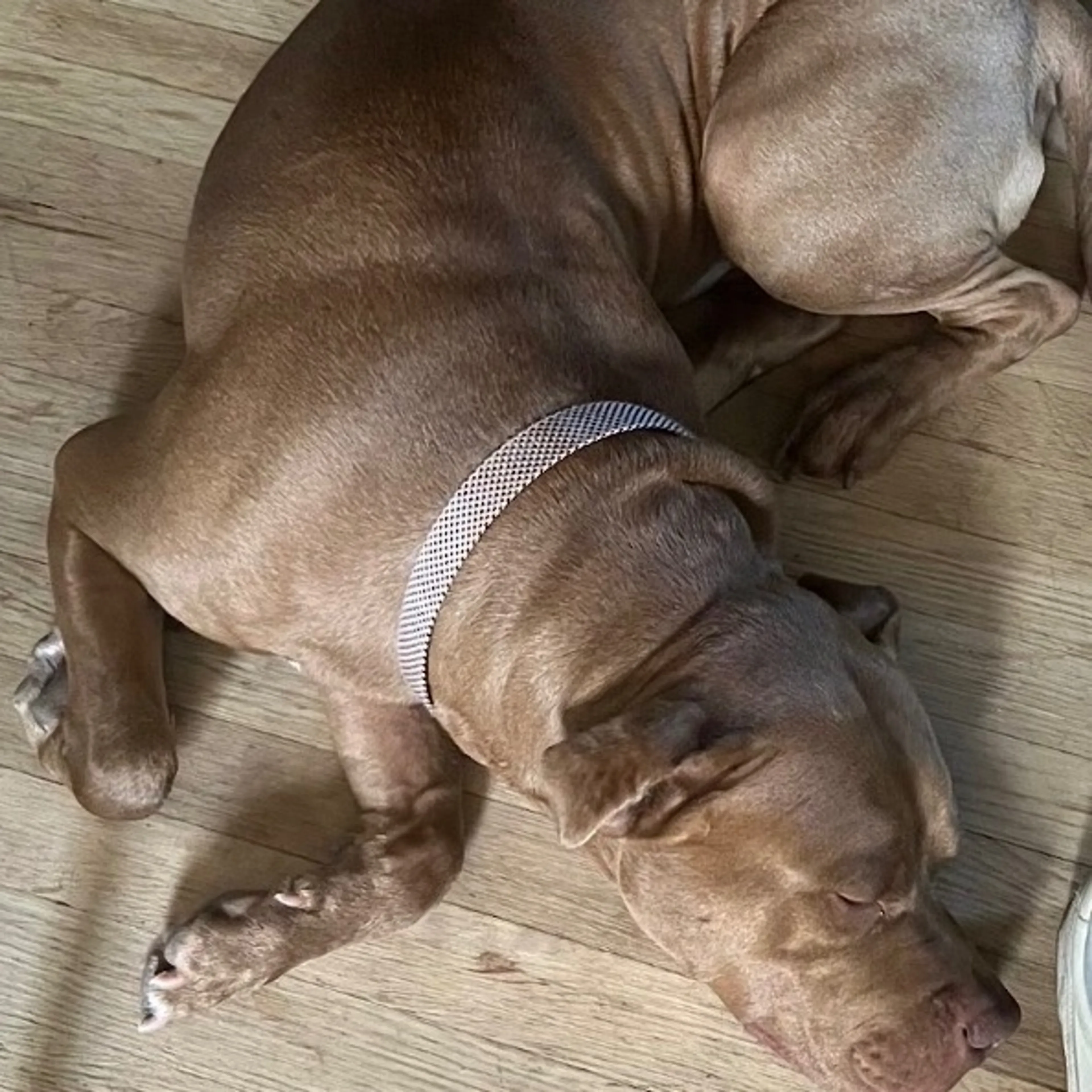 Lost pet-0