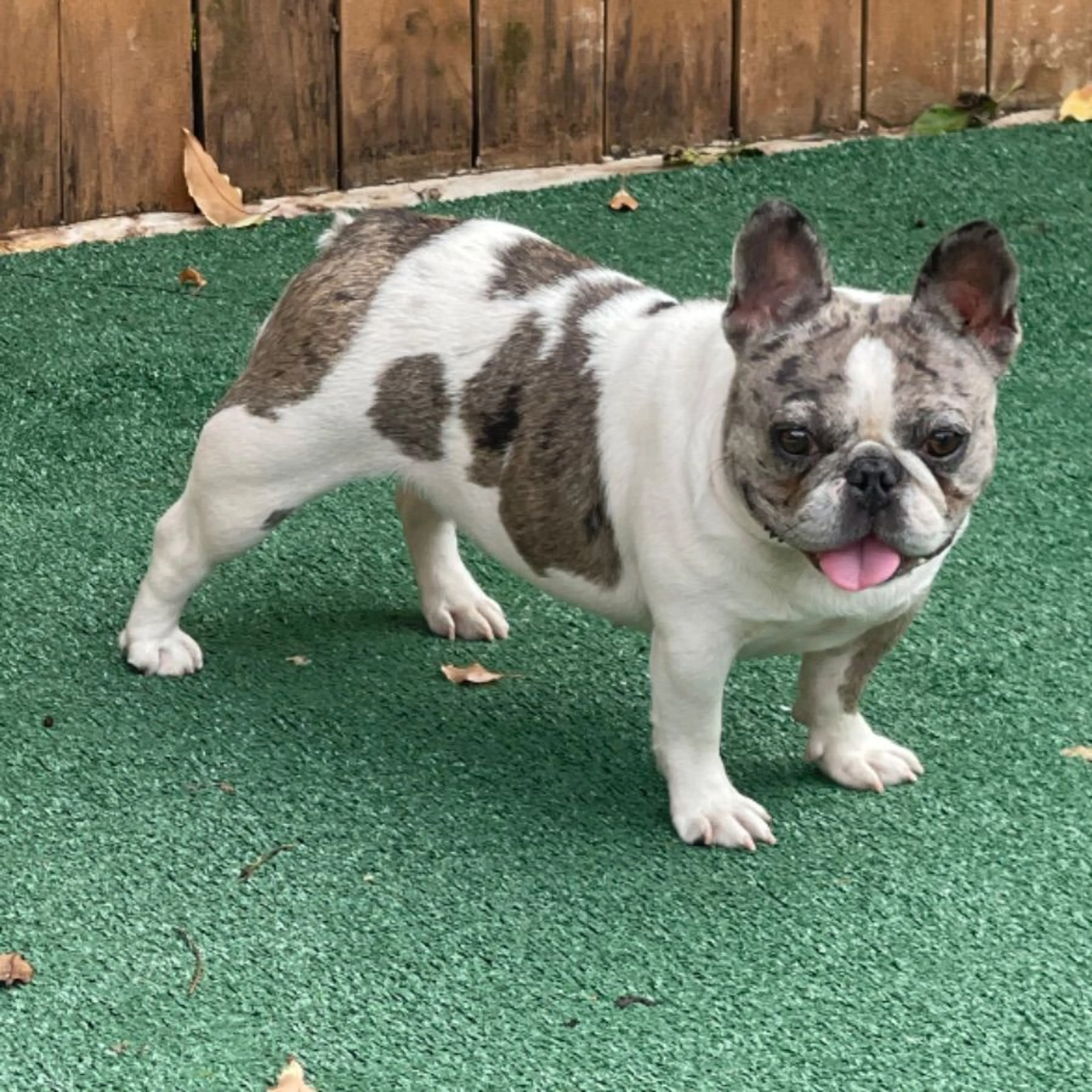 Lost pet