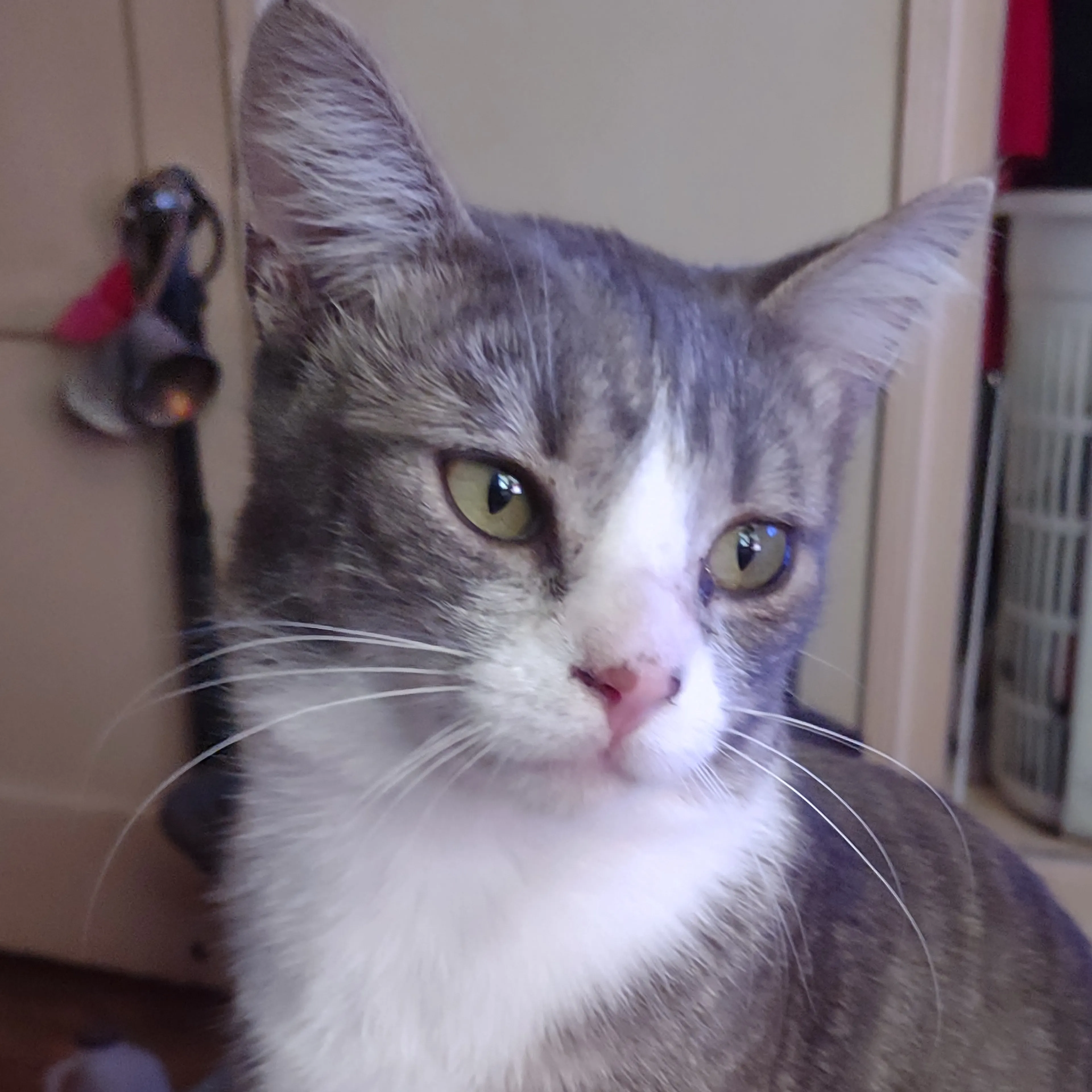 Lost pet-2