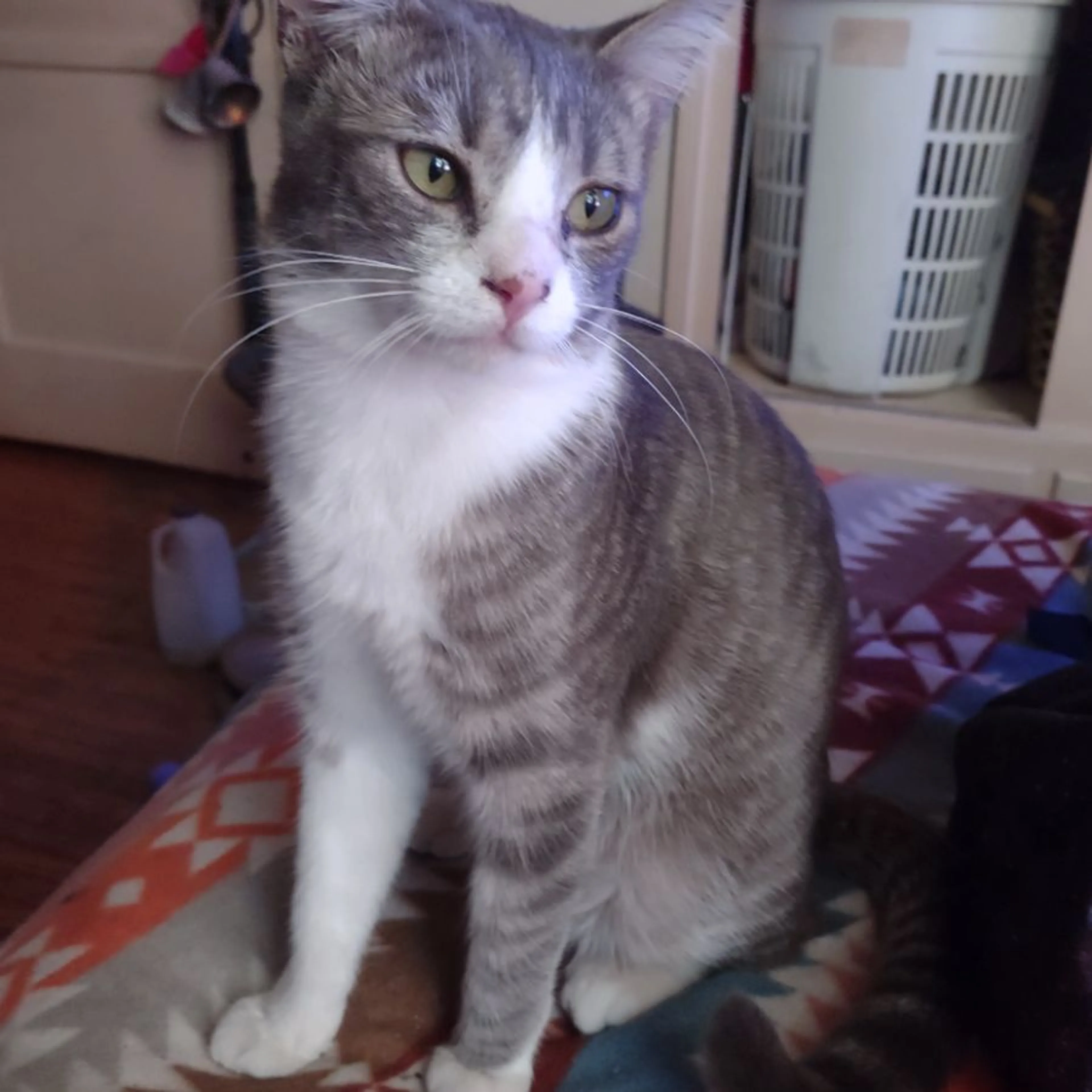 Lost pet-0