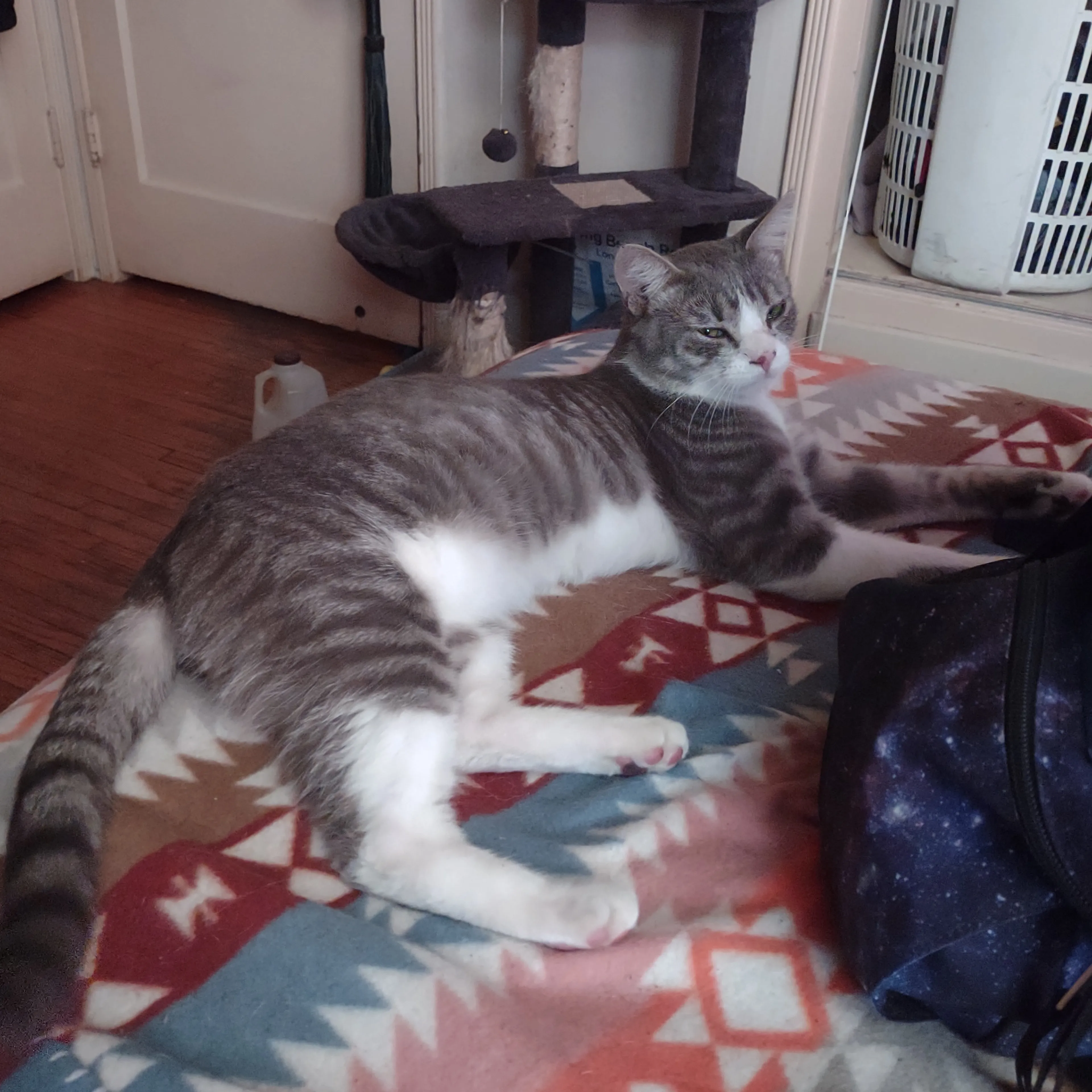 Lost pet-1