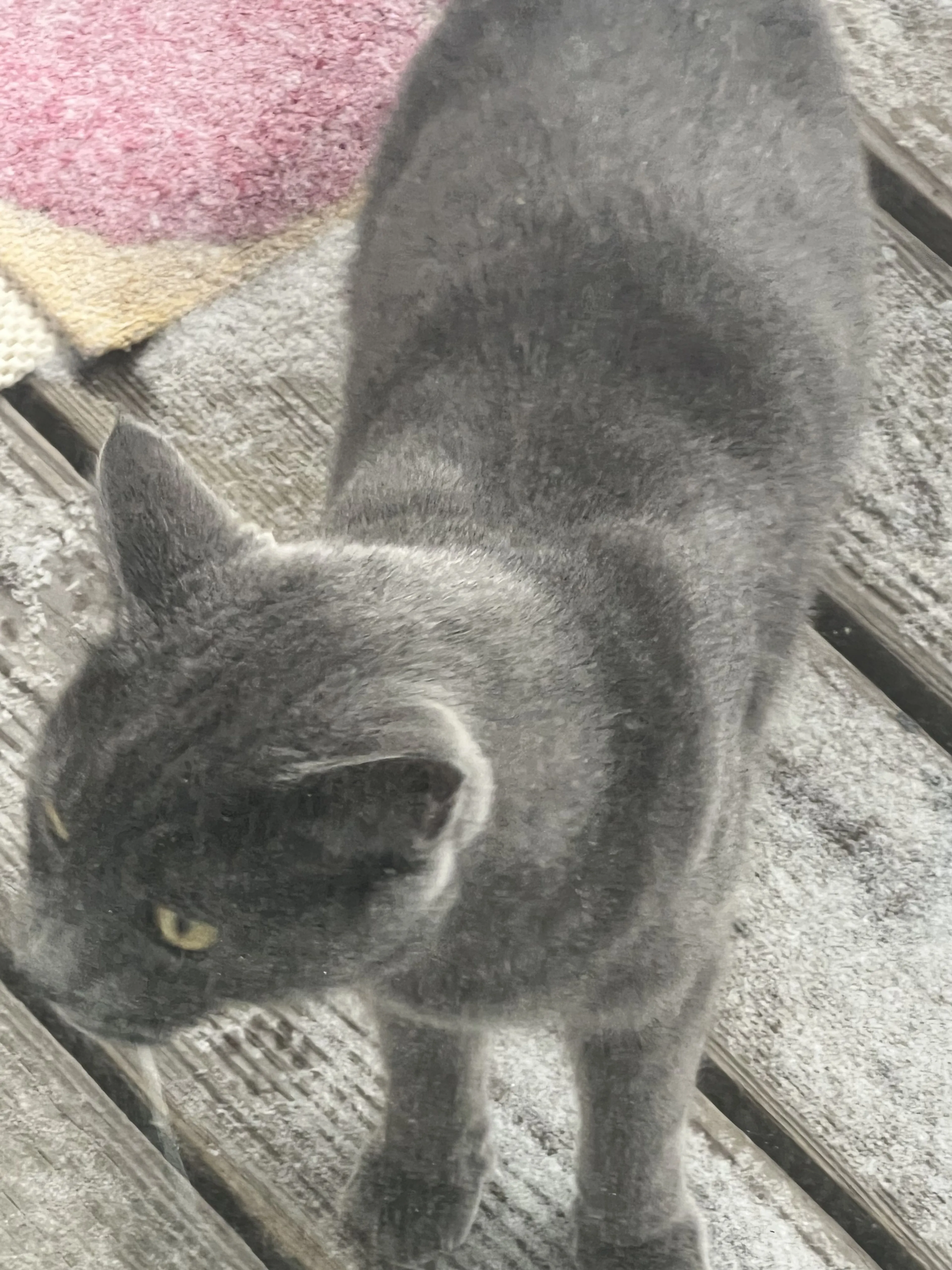 Lost pet-1