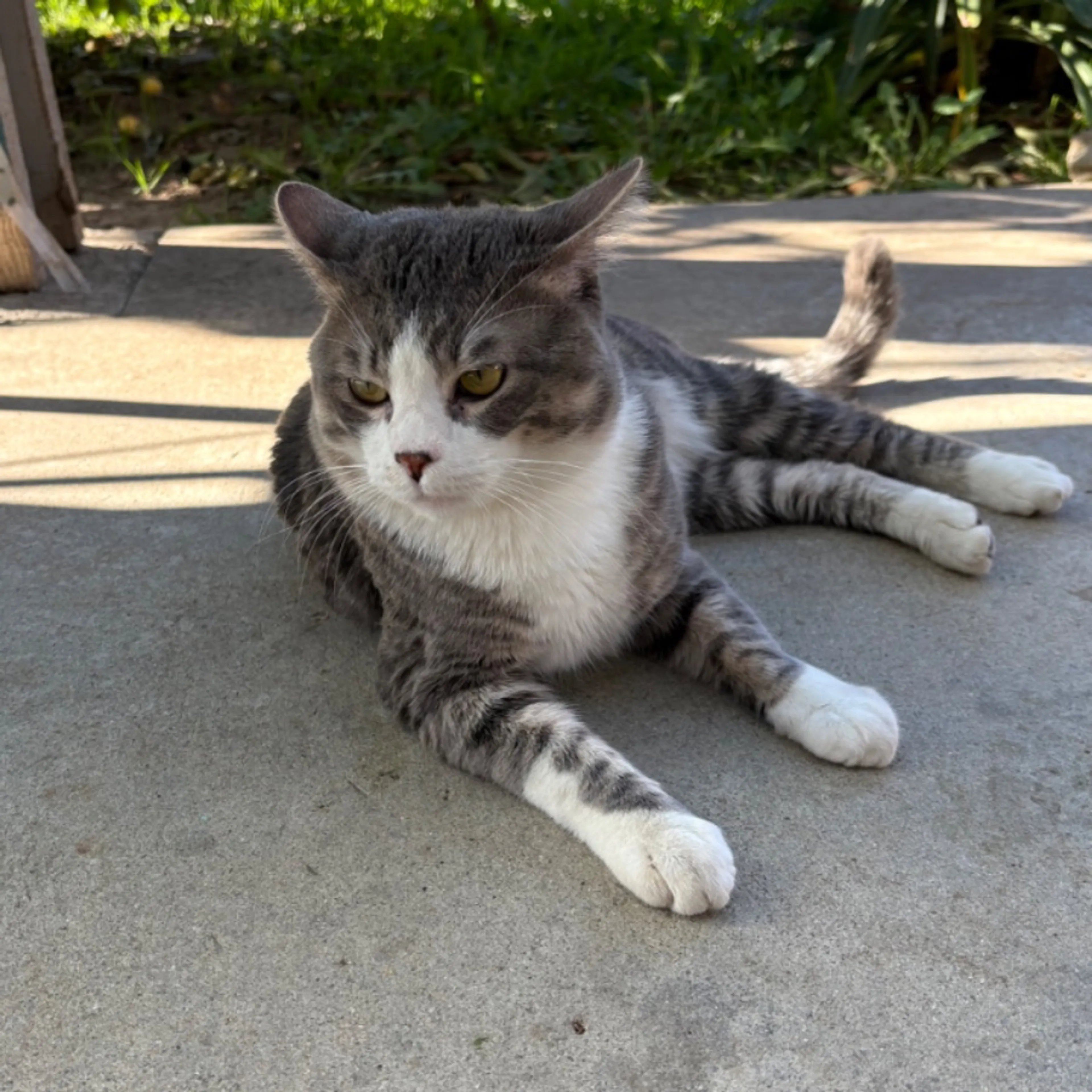 Lost pet