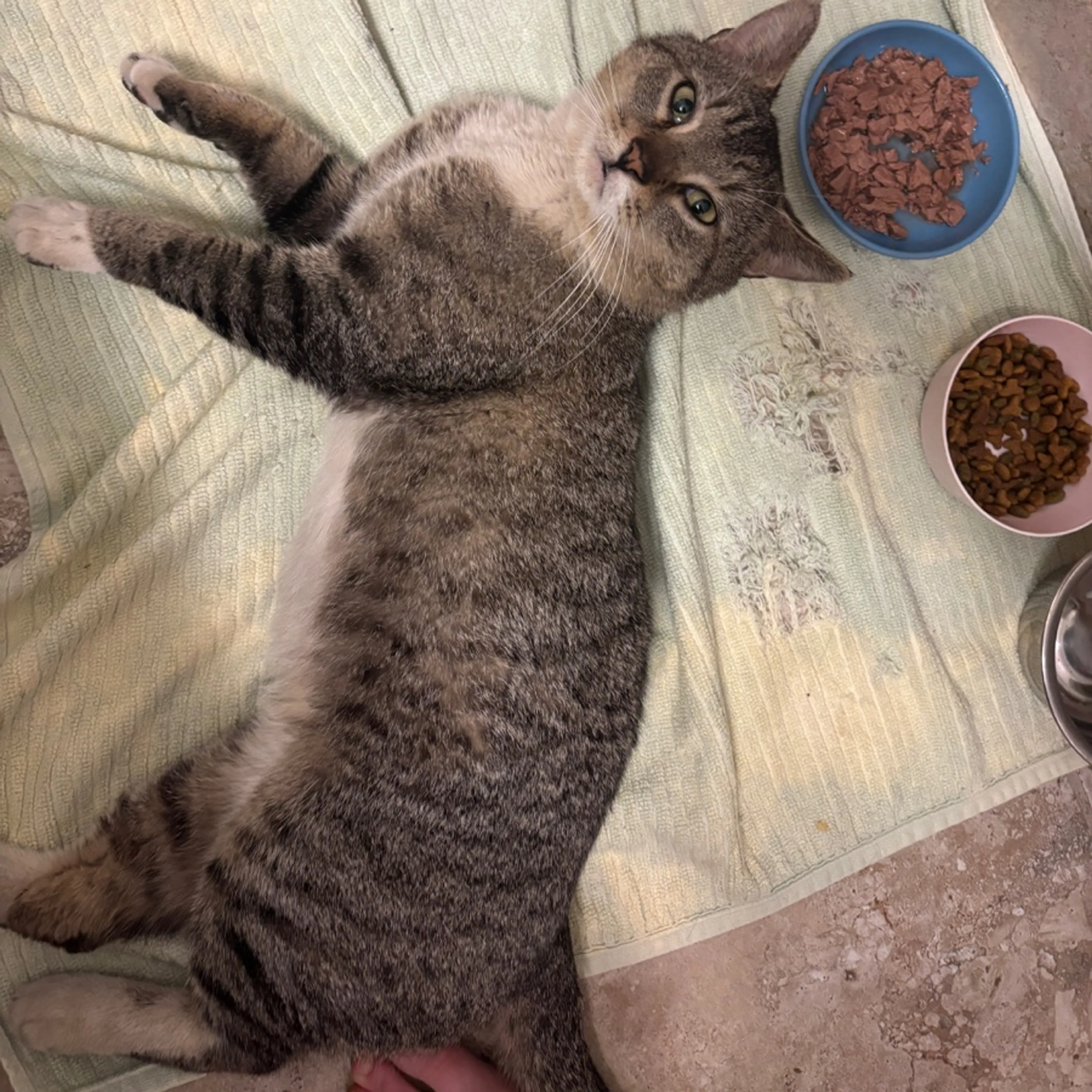 Found pet