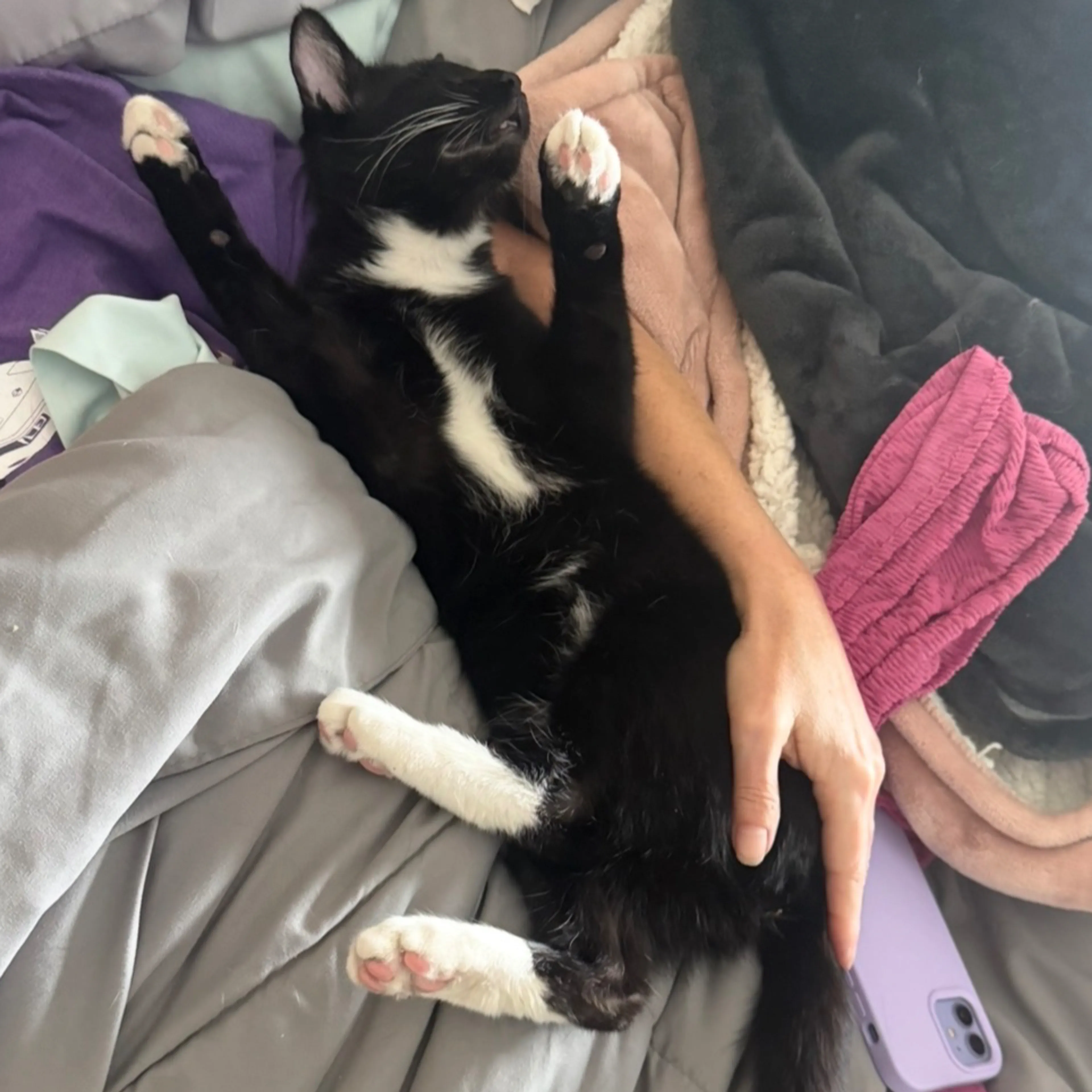 Lost pet-1