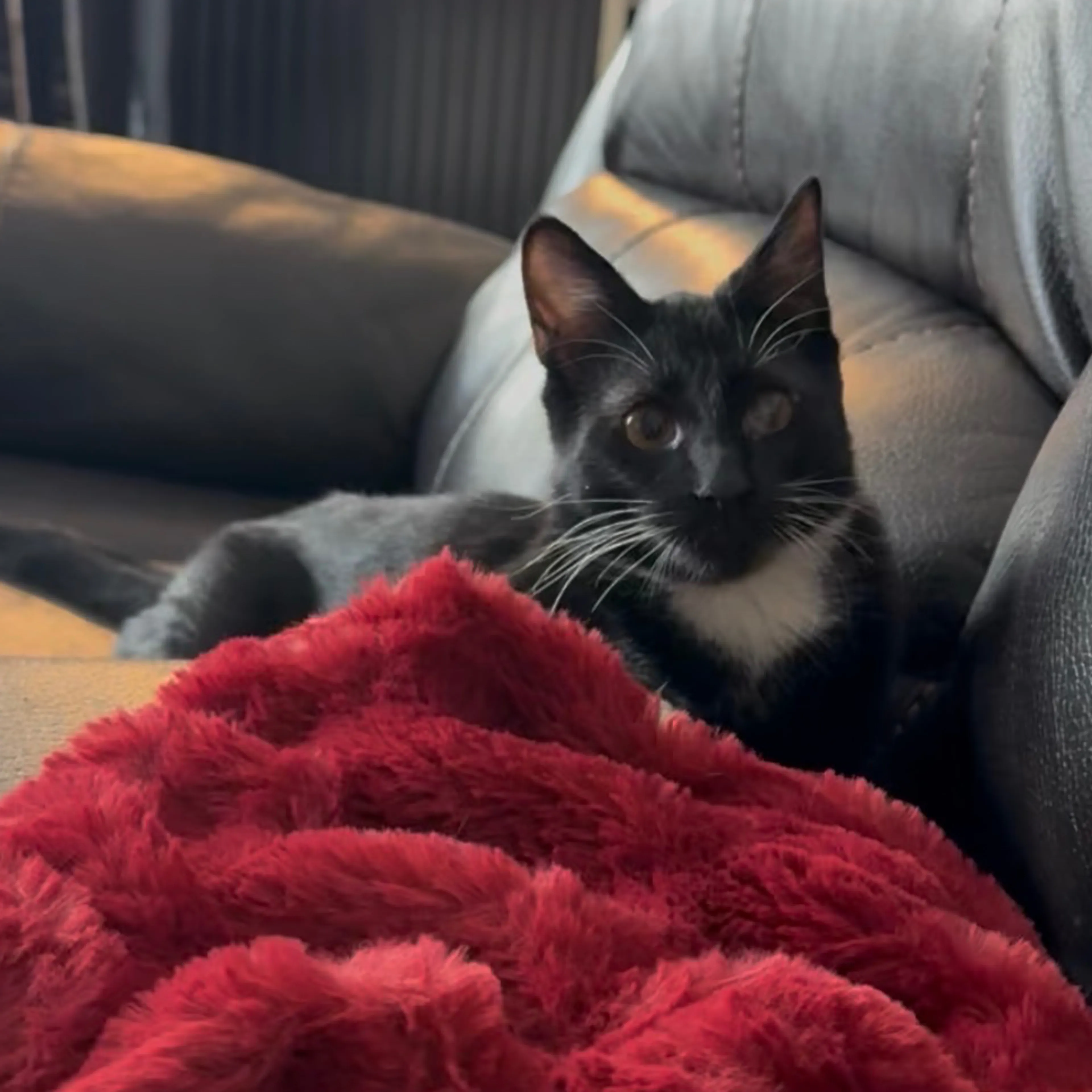 Lost pet-0