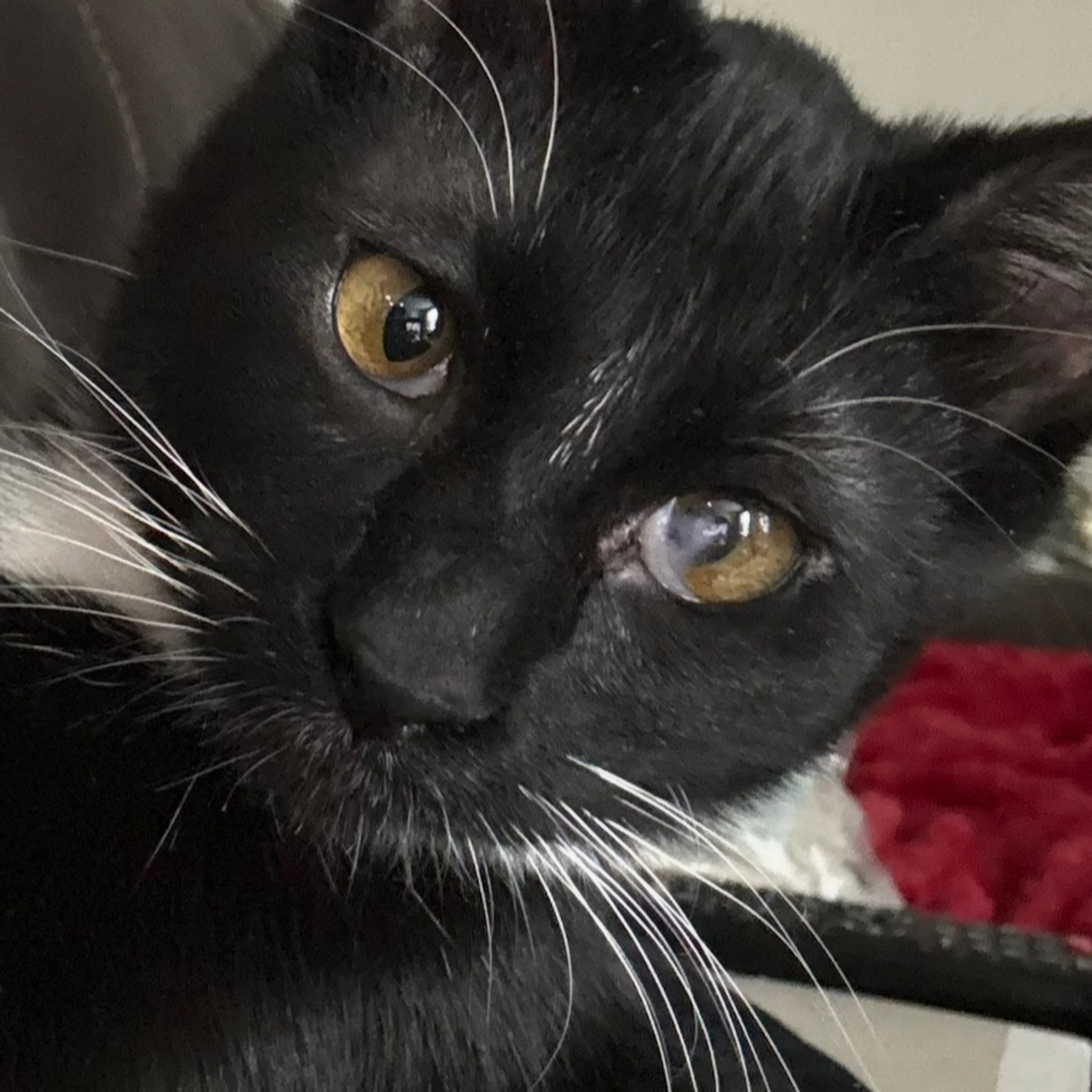 Lost pet-2
