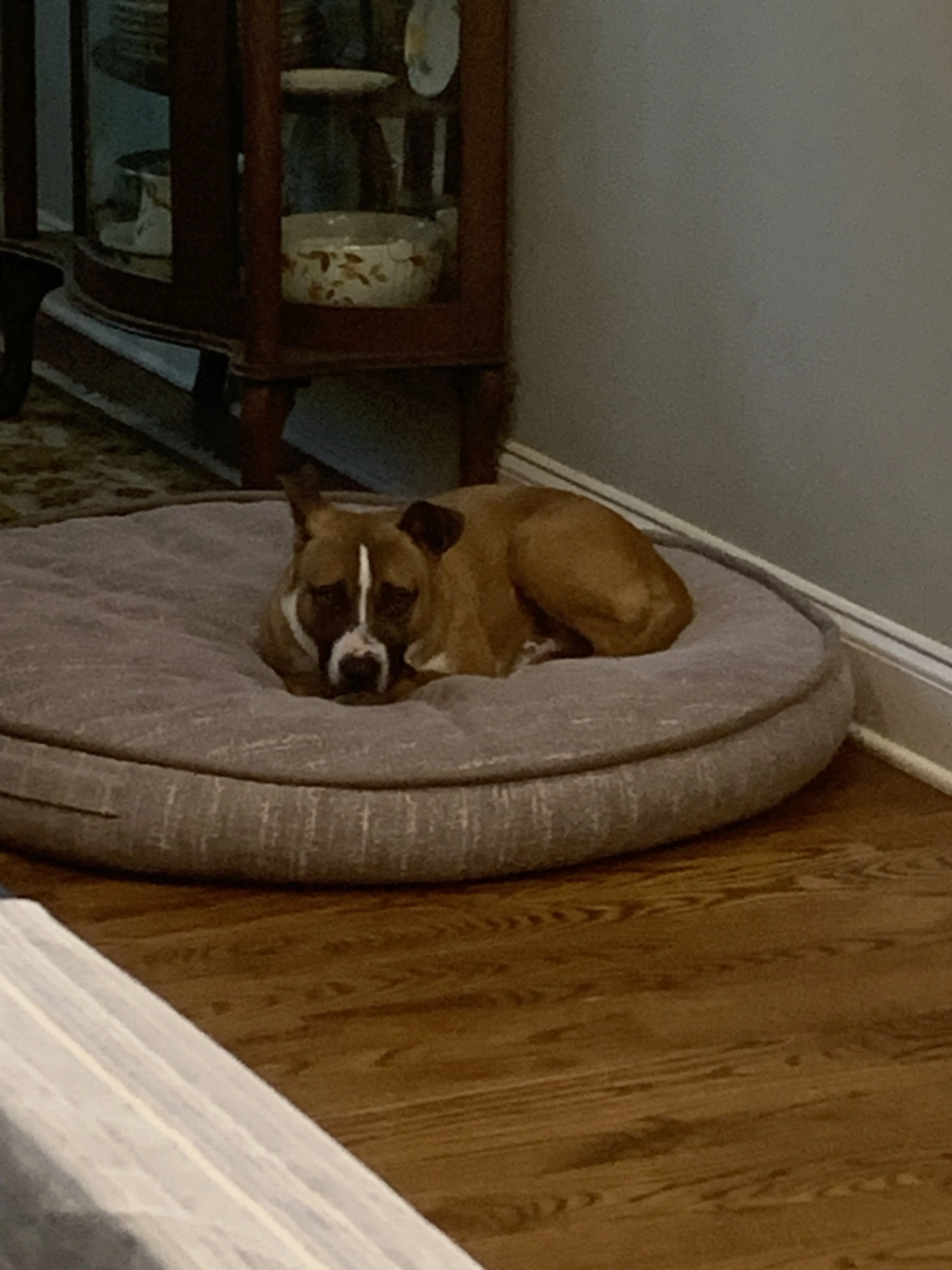 Lost pet-0