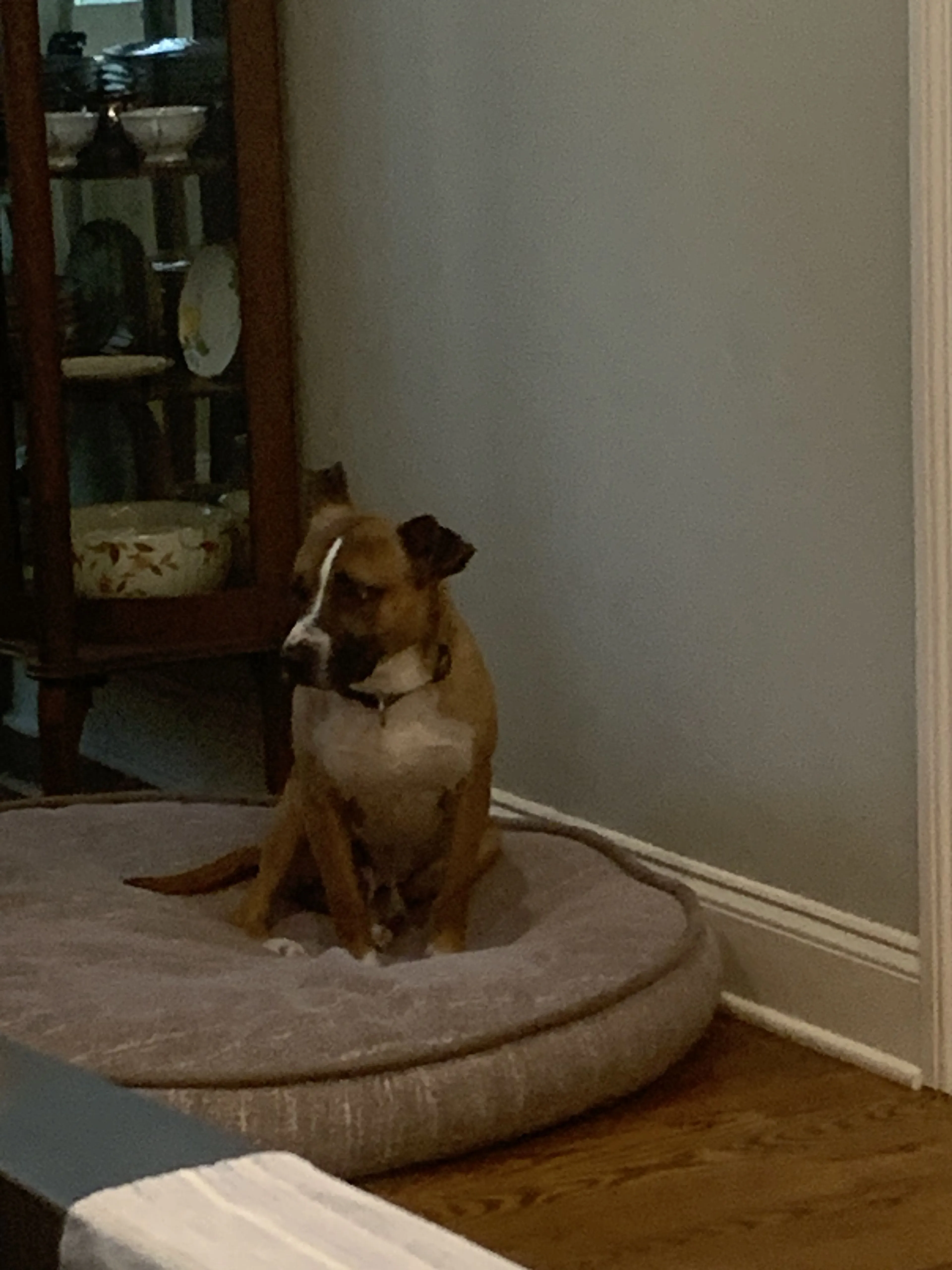Lost pet-1