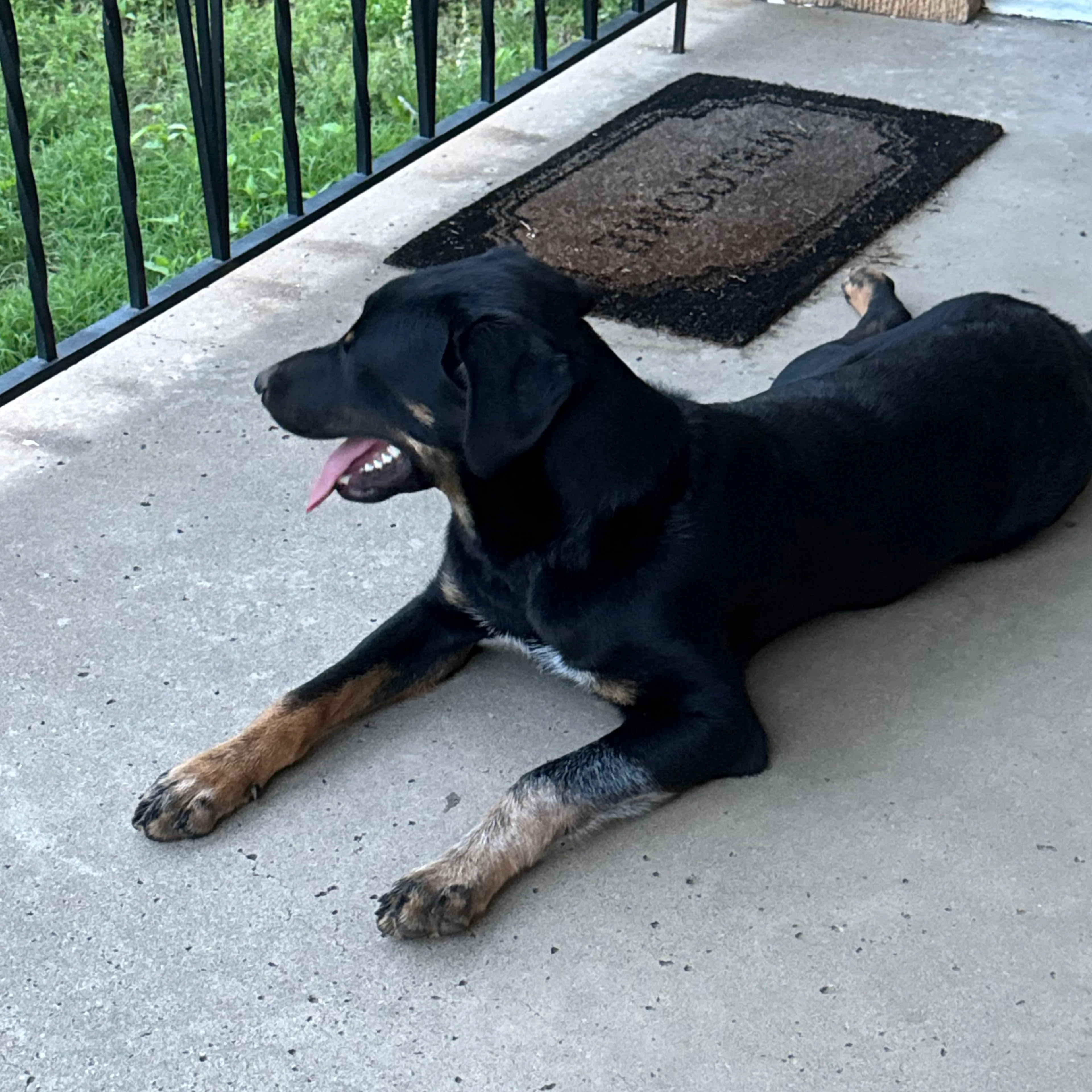Found pet-1