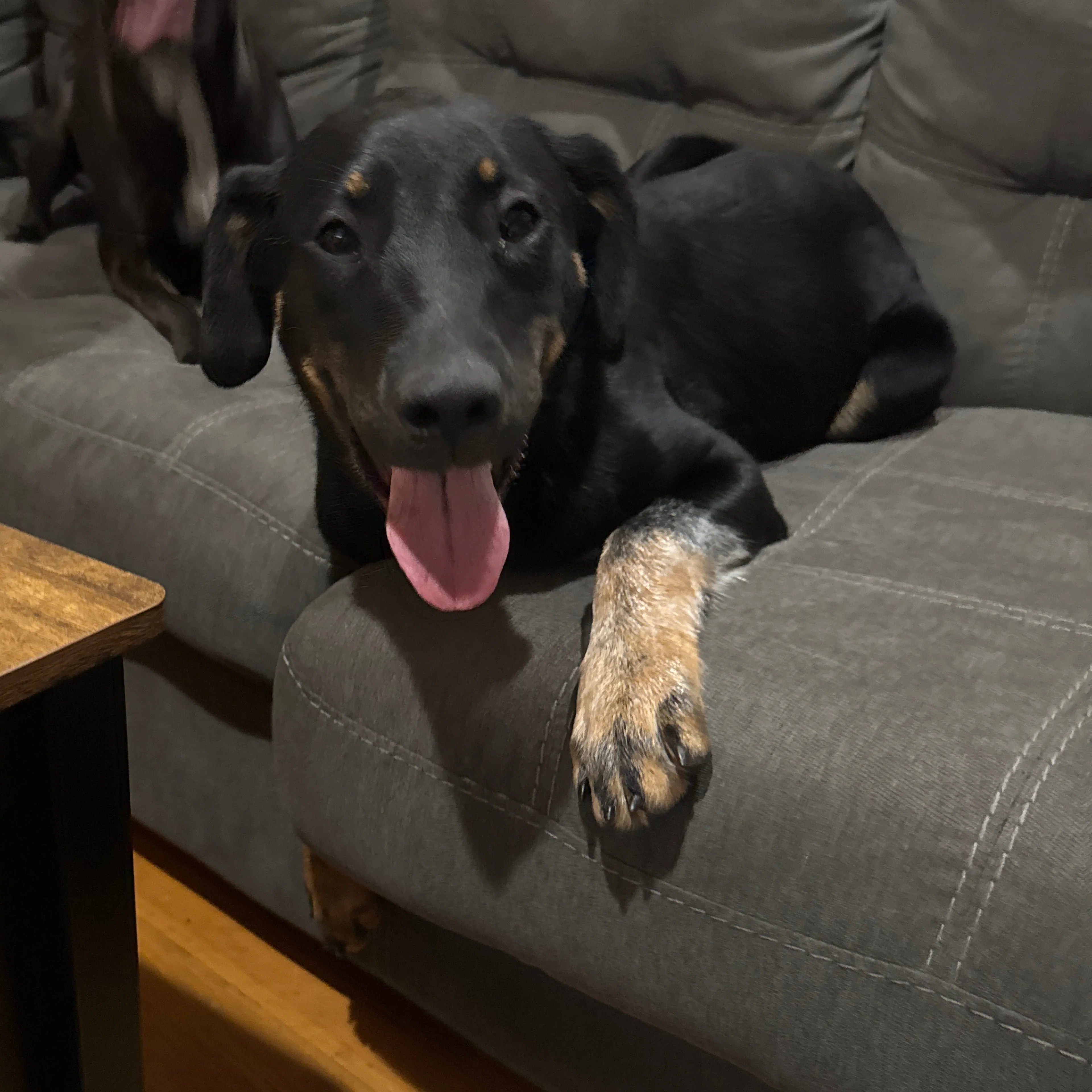 Found pet-2